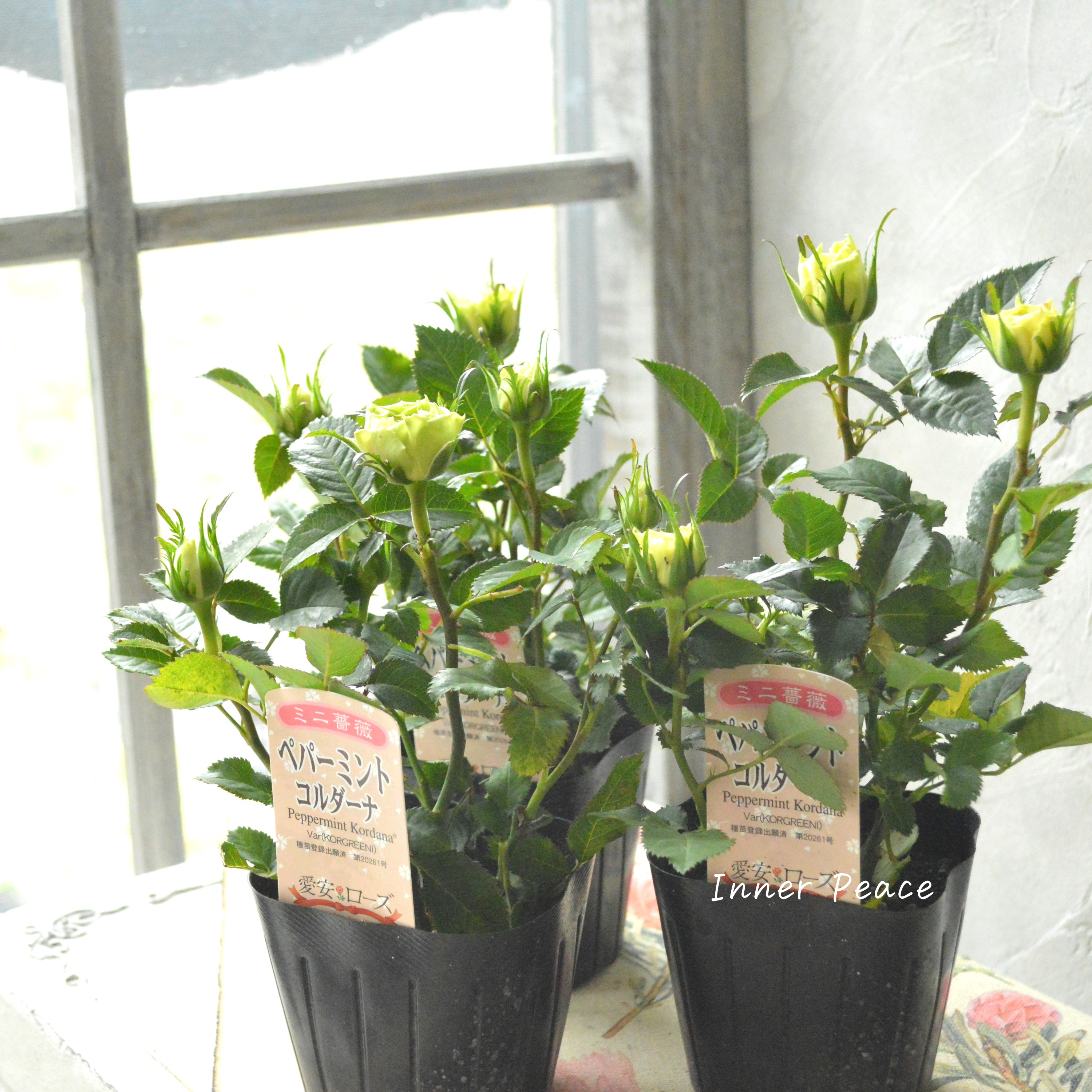 【美しい】ミニ薔薇 『コルダナ・ペパーミント』 3寸POT