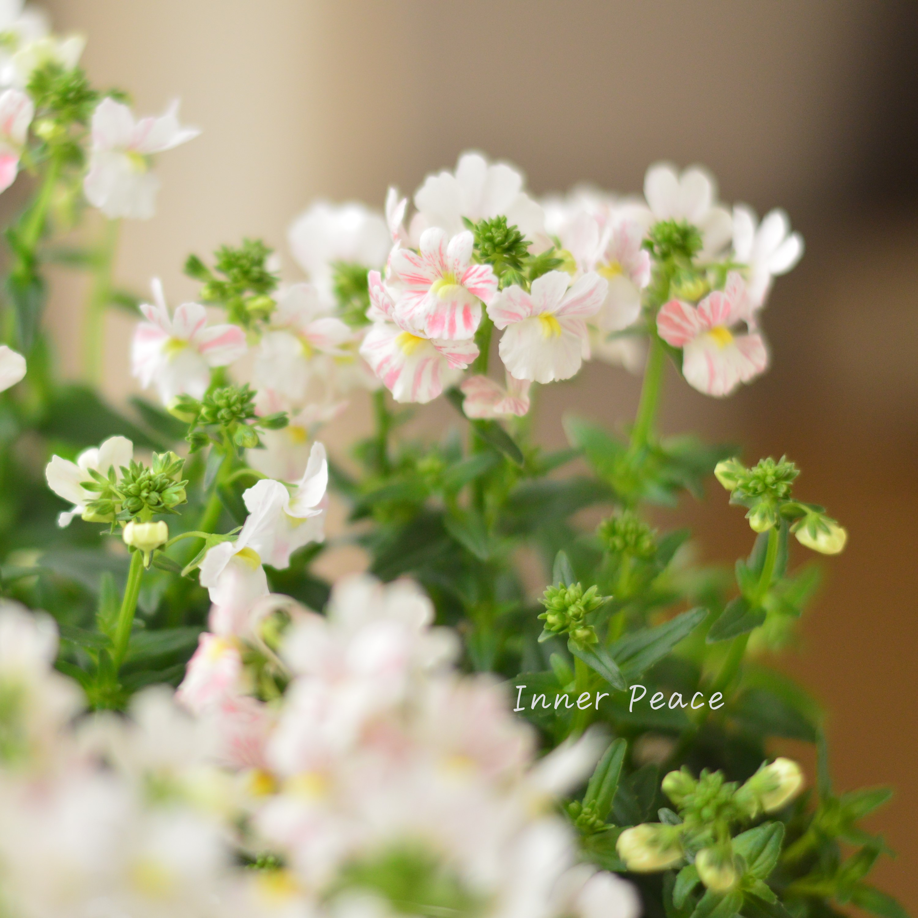 【ゲブラさん】 ネメシア 『フェアリーマーブルピンク』 3.5寸POT