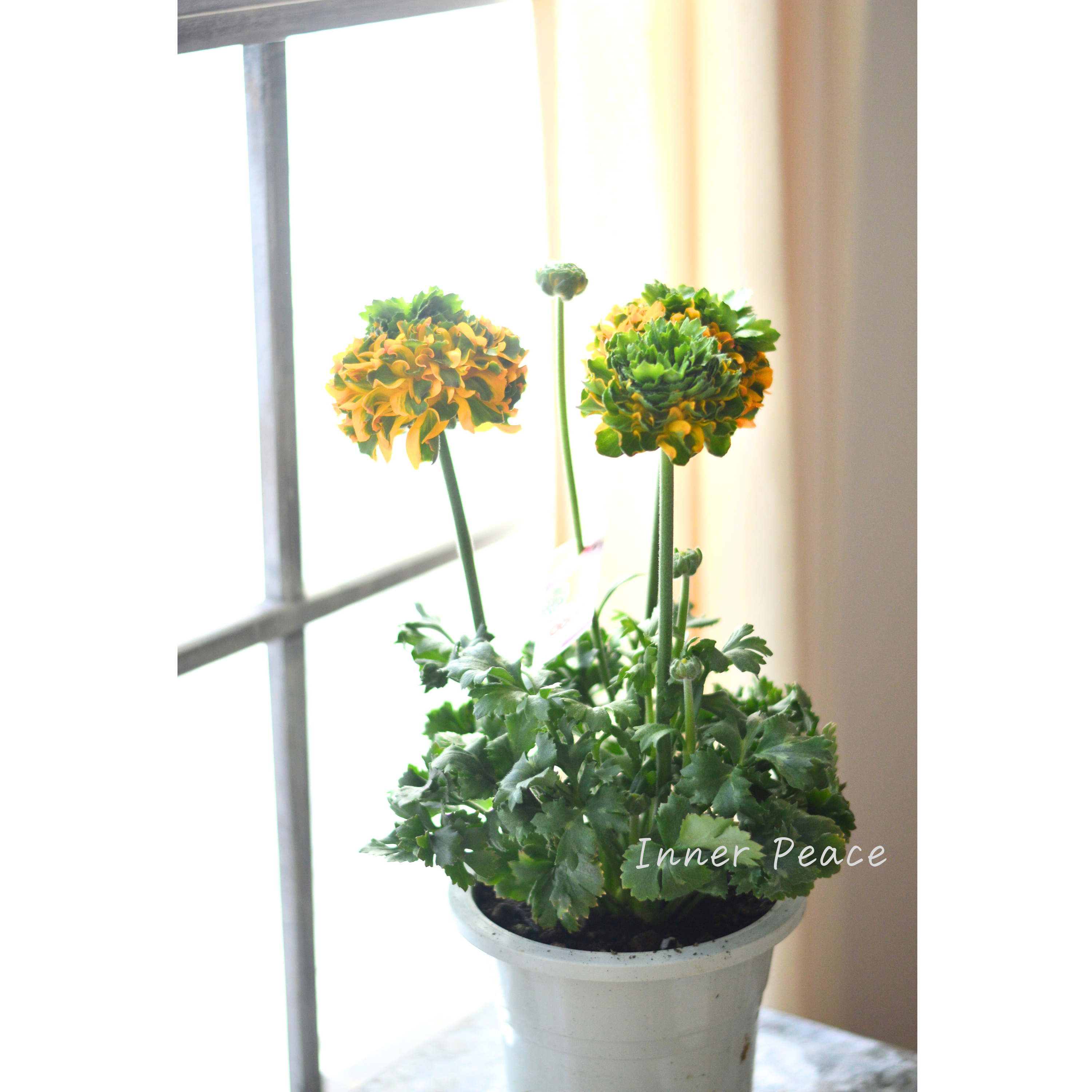 【希少】 ラナンキュラス・ポンポン 『メルリーノ』 5号鉢