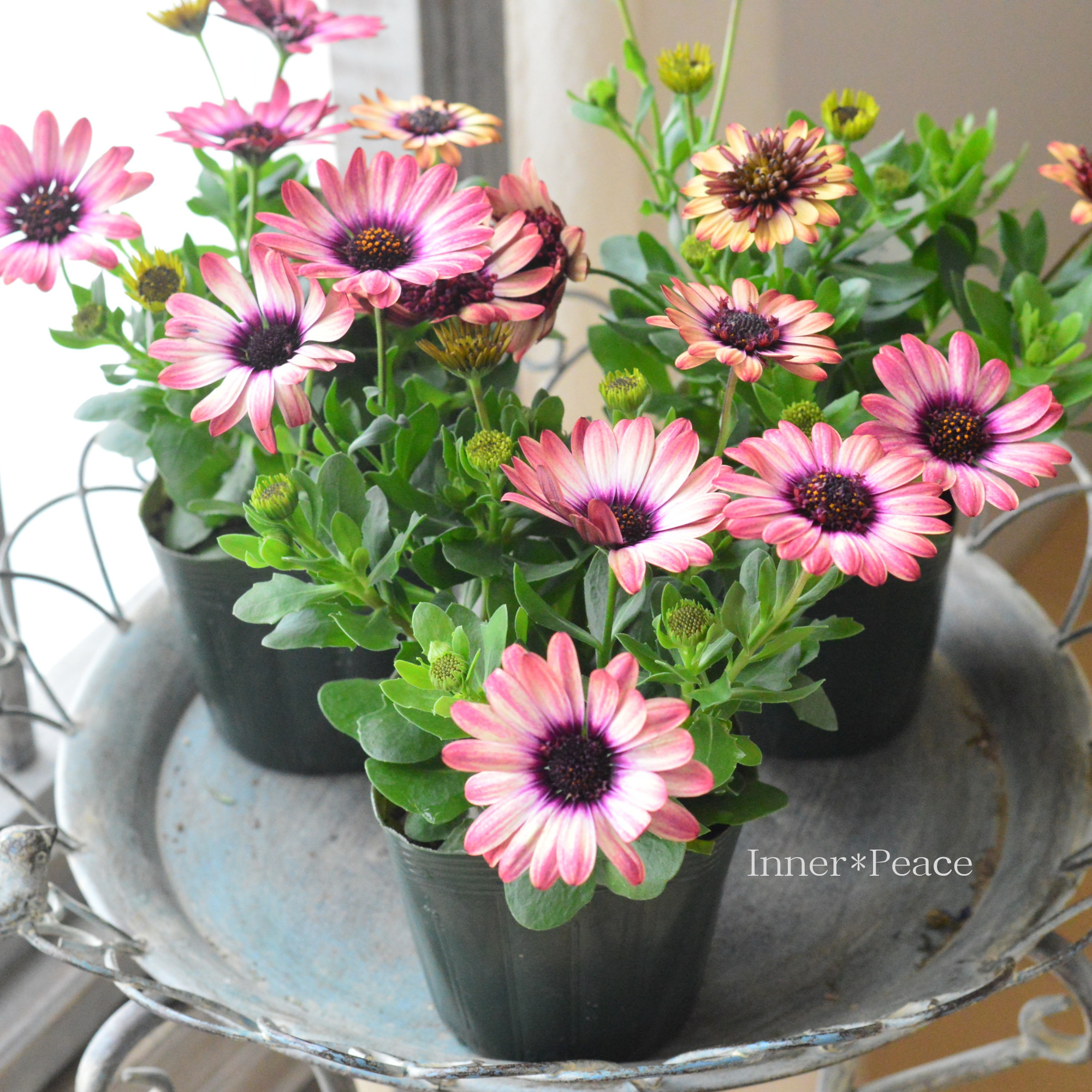 【ゲブラさん】 オステオスペルマム 『茜ロマン』 3.5寸POT