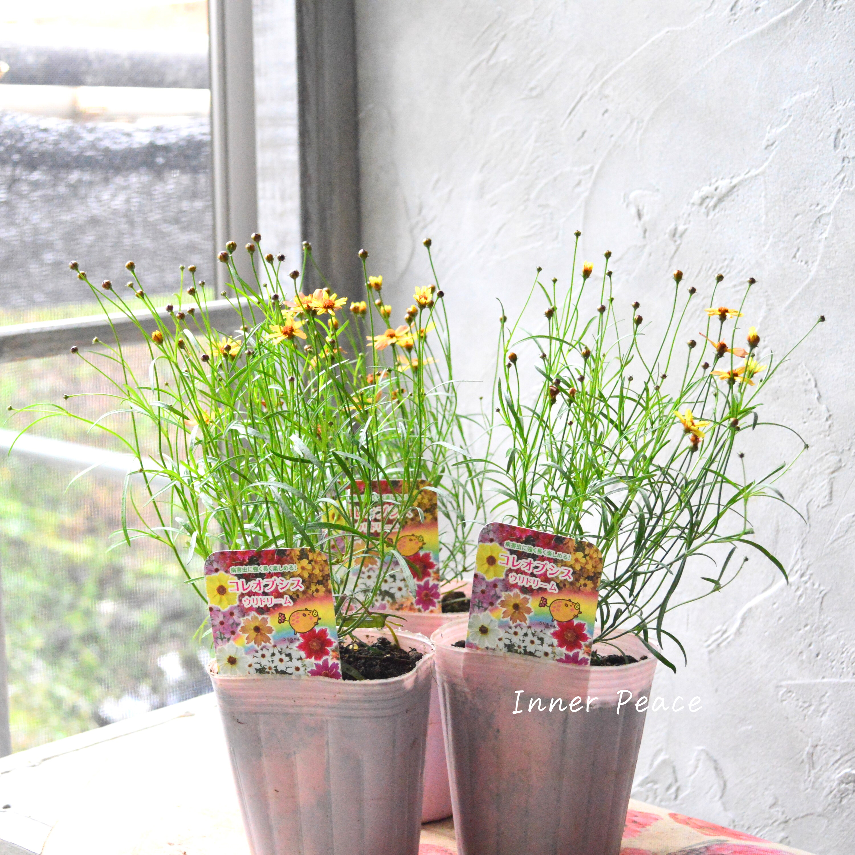 【アンティーク色】 コレオプシス『ウリドリーム・サンセット』 3寸POT