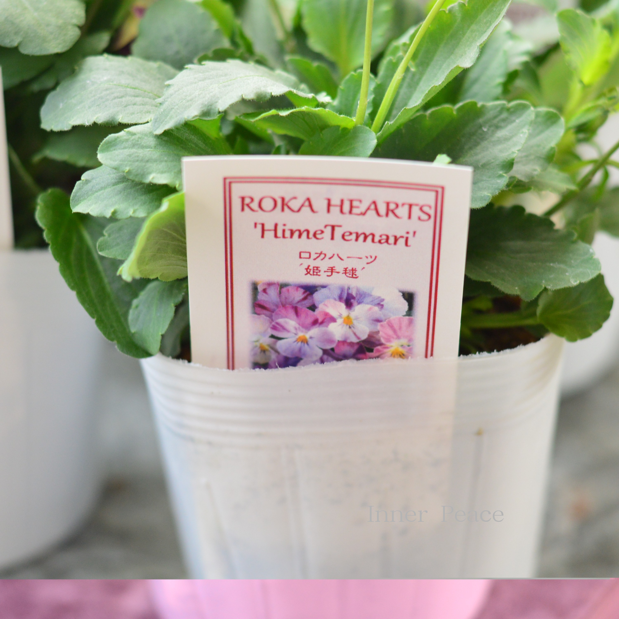 【美しい】 ビオラ ロカハーツ 『姫手毬』 3.5寸POT