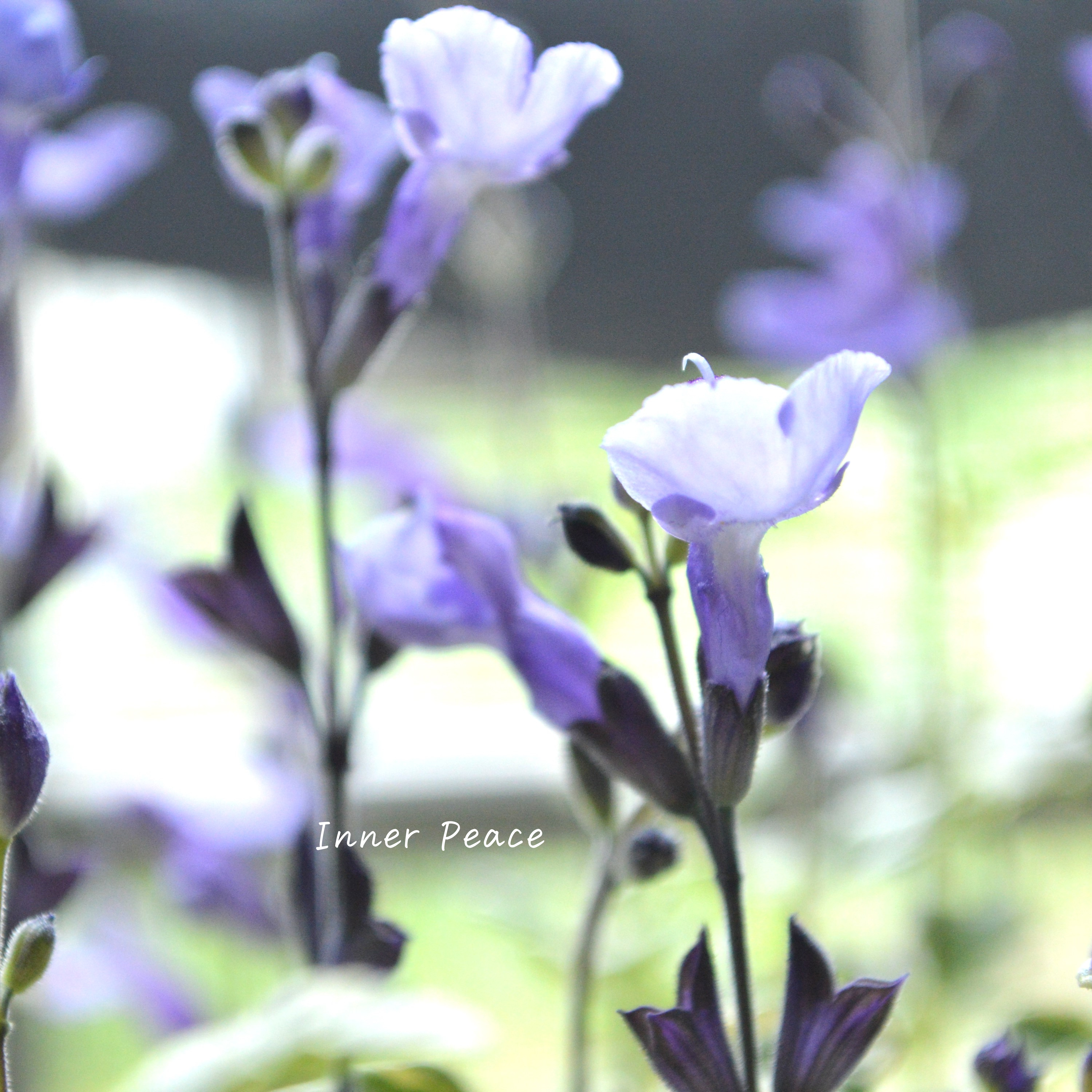 【斑入り】 サルビア 『ソークール・スノープリンセス』 3.5寸ロングPOT