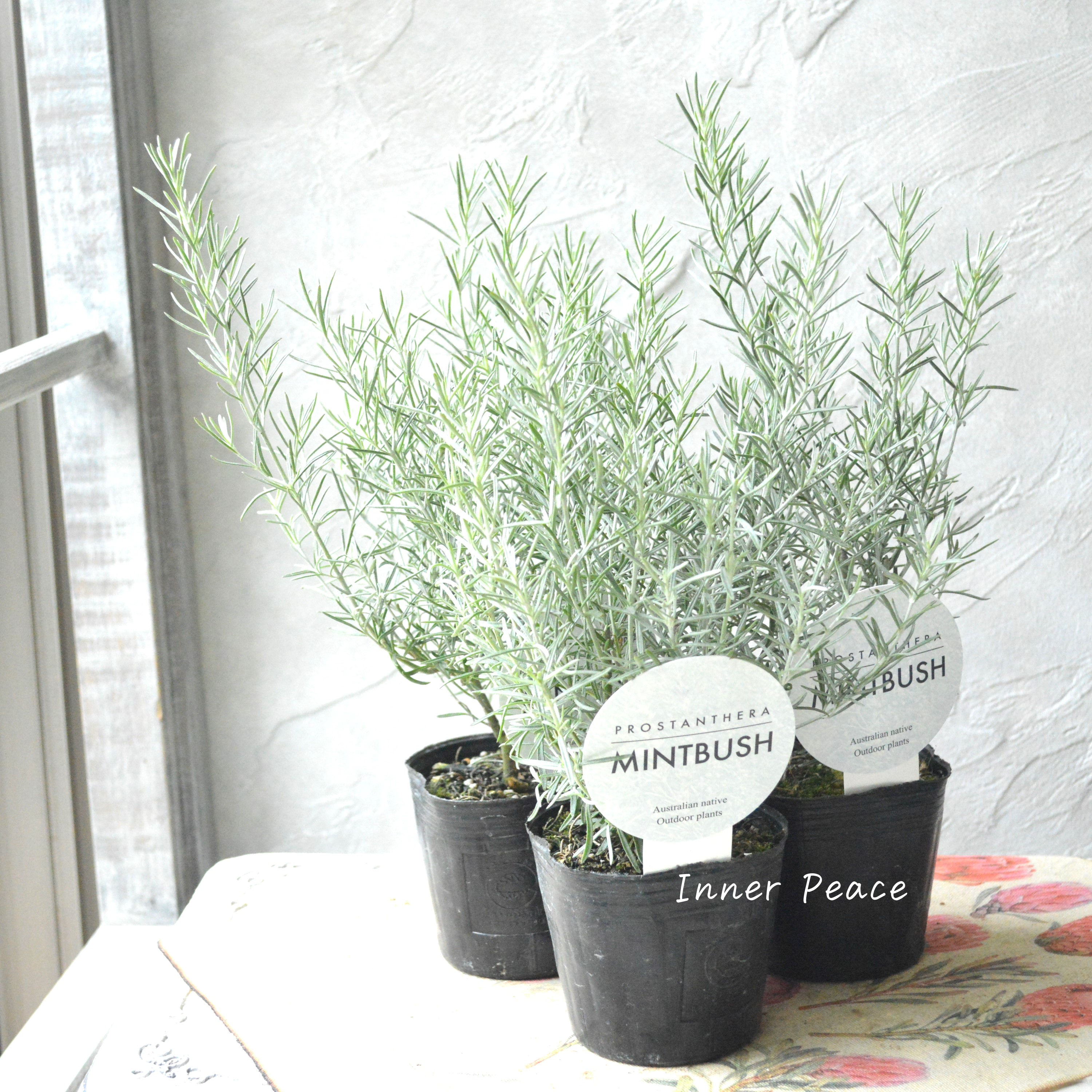 【シルバーリーフ】 ミントブッシュ 『プロスタンテラ・バクステリ』 3寸POT