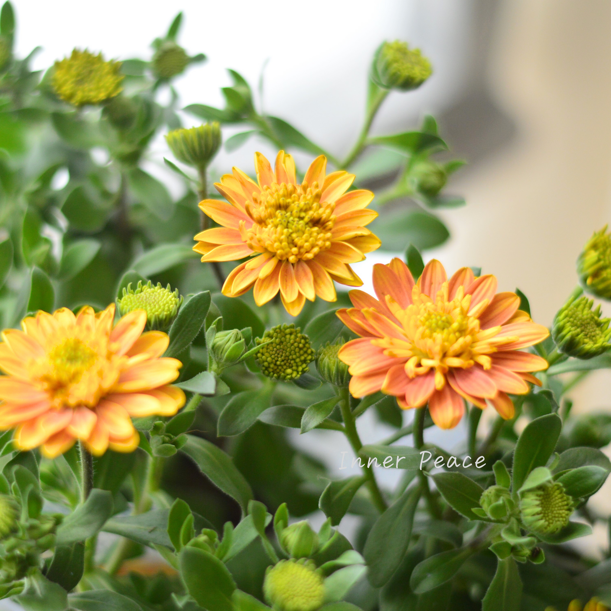 87773f6297460fefe50d274810b847