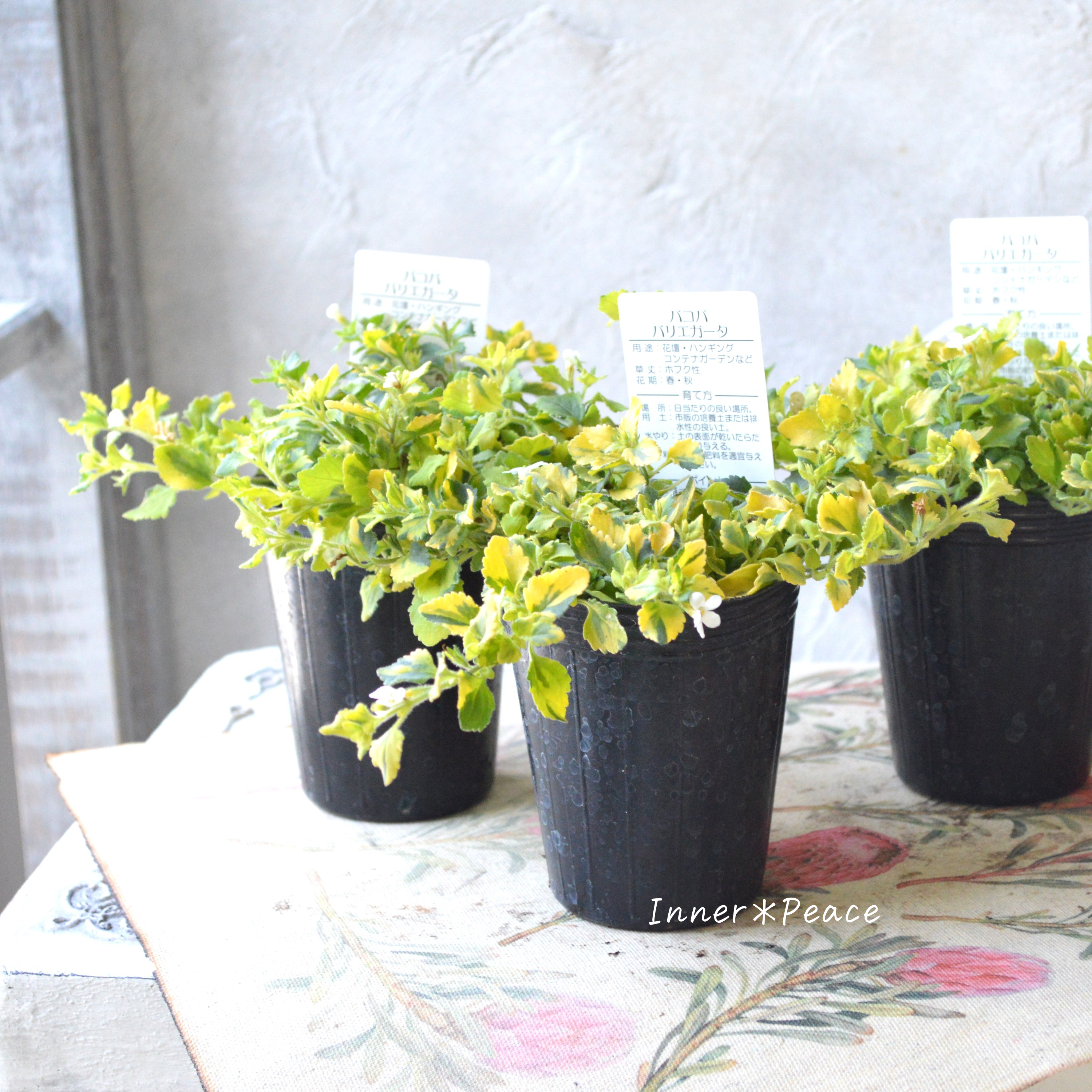 【斑入り】バコパ 『ライムバリエガータ』 2.5寸POT