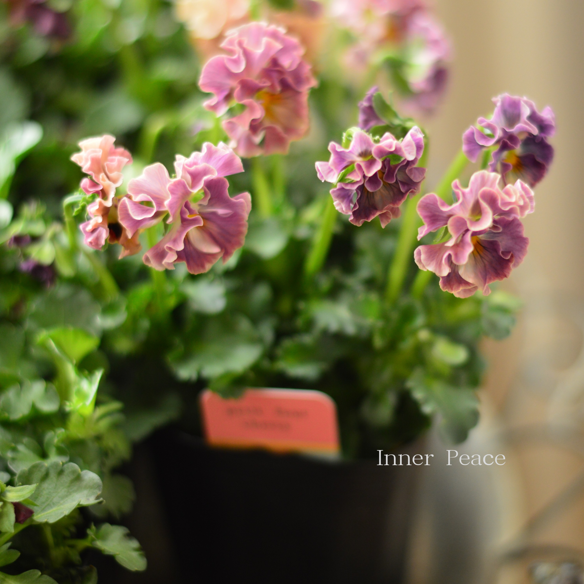 【ハルグリンさん】 ビオラ 『プティフール・チェリー』 3寸POT