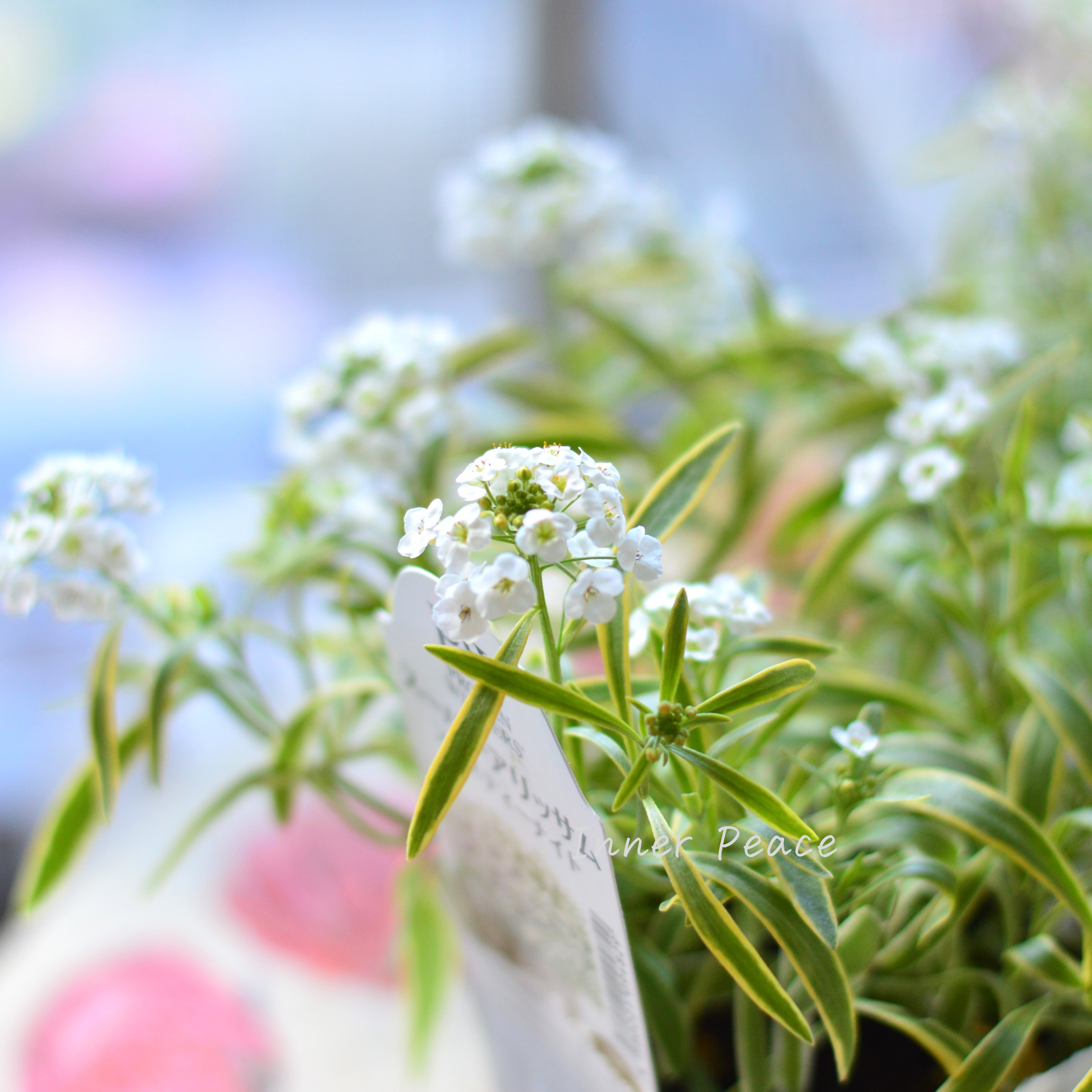 【PW】 スーパーアリッサム 『フロスティーナイト』 3.5寸POT