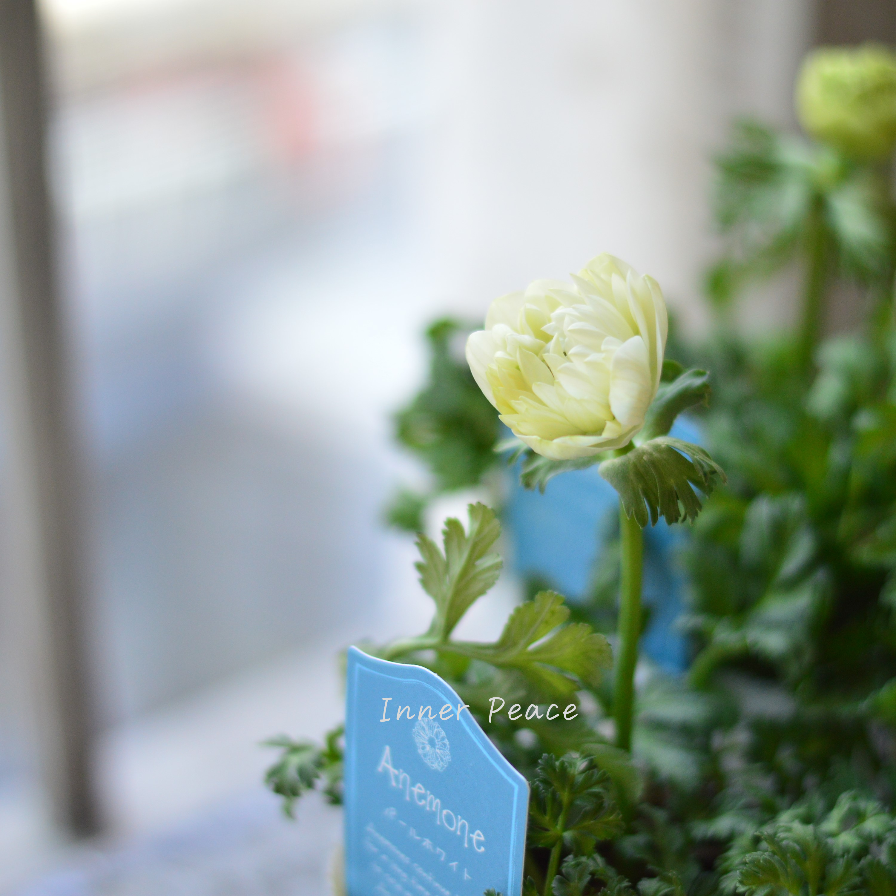 【八重咲き】 アネモネ 『パールホワイト』 3~3.5寸POT