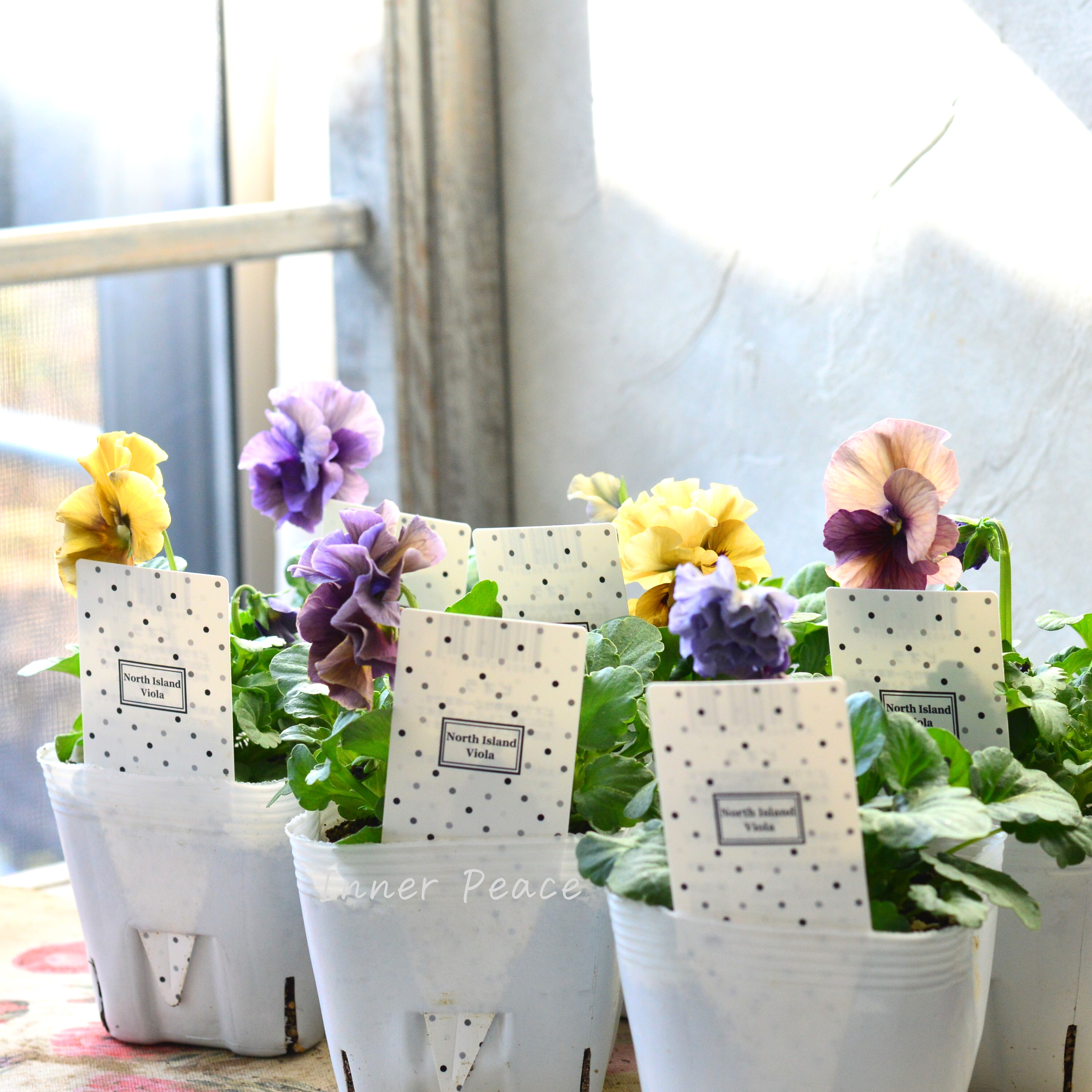 【八重咲き】 北島園芸さんの試作品ビオラ 『ふんわりフリル(仮)』 3.5寸POT