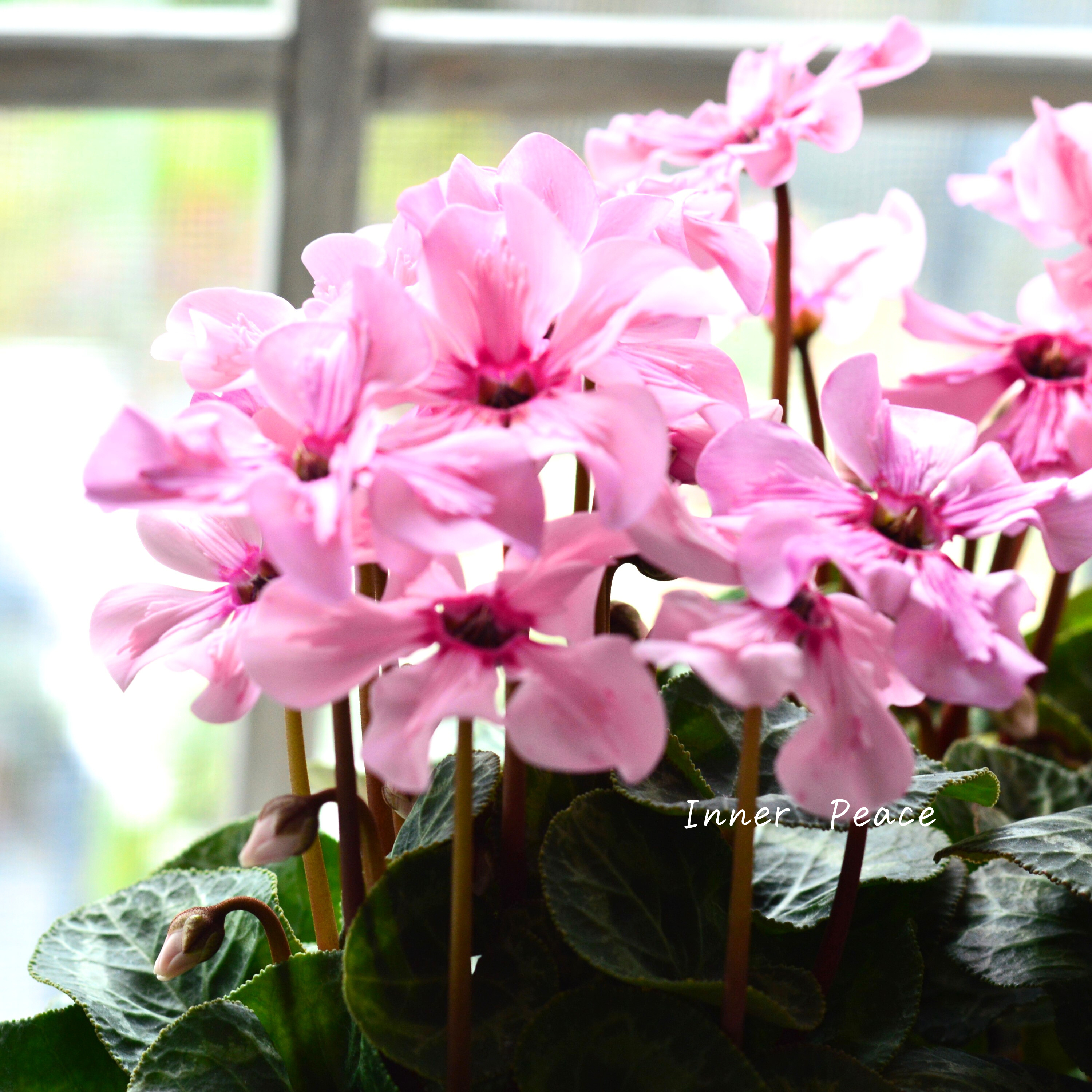 【新品種】 ミニシクラメン 『イリュージア・ピンクラテ』 3寸硬質POT