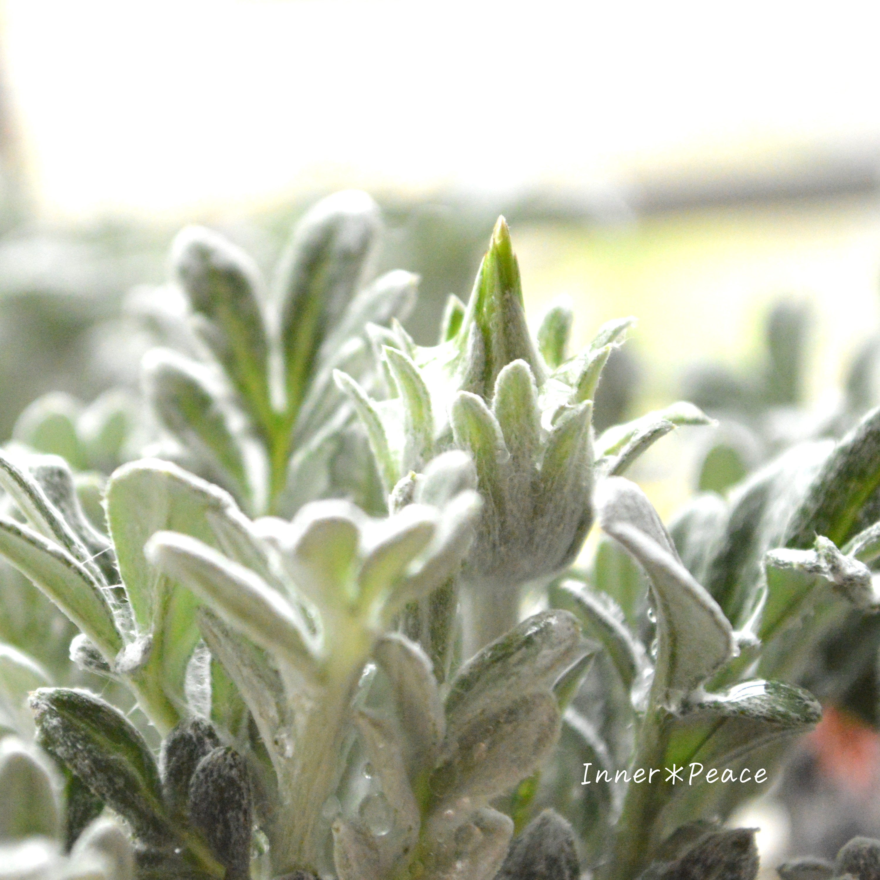 【希少】 ガザニア 『クリムゾンフラッシュ』 3.5寸POT