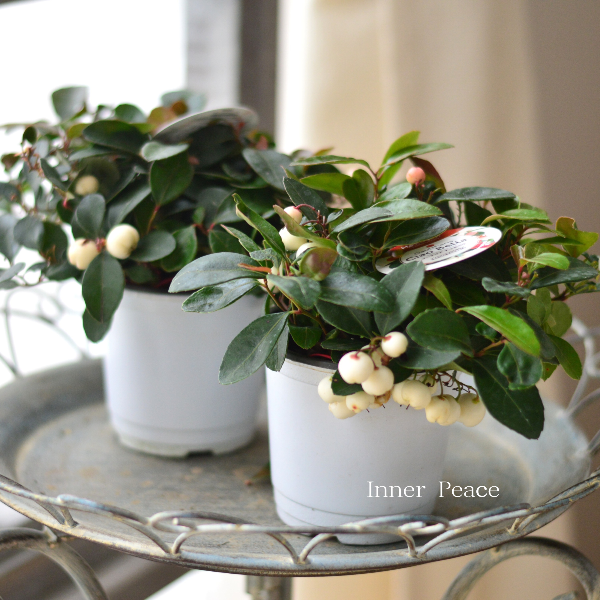 【寄せ植えに】ゴールテリア・チャオペラ 『ホワイト』 3寸POT