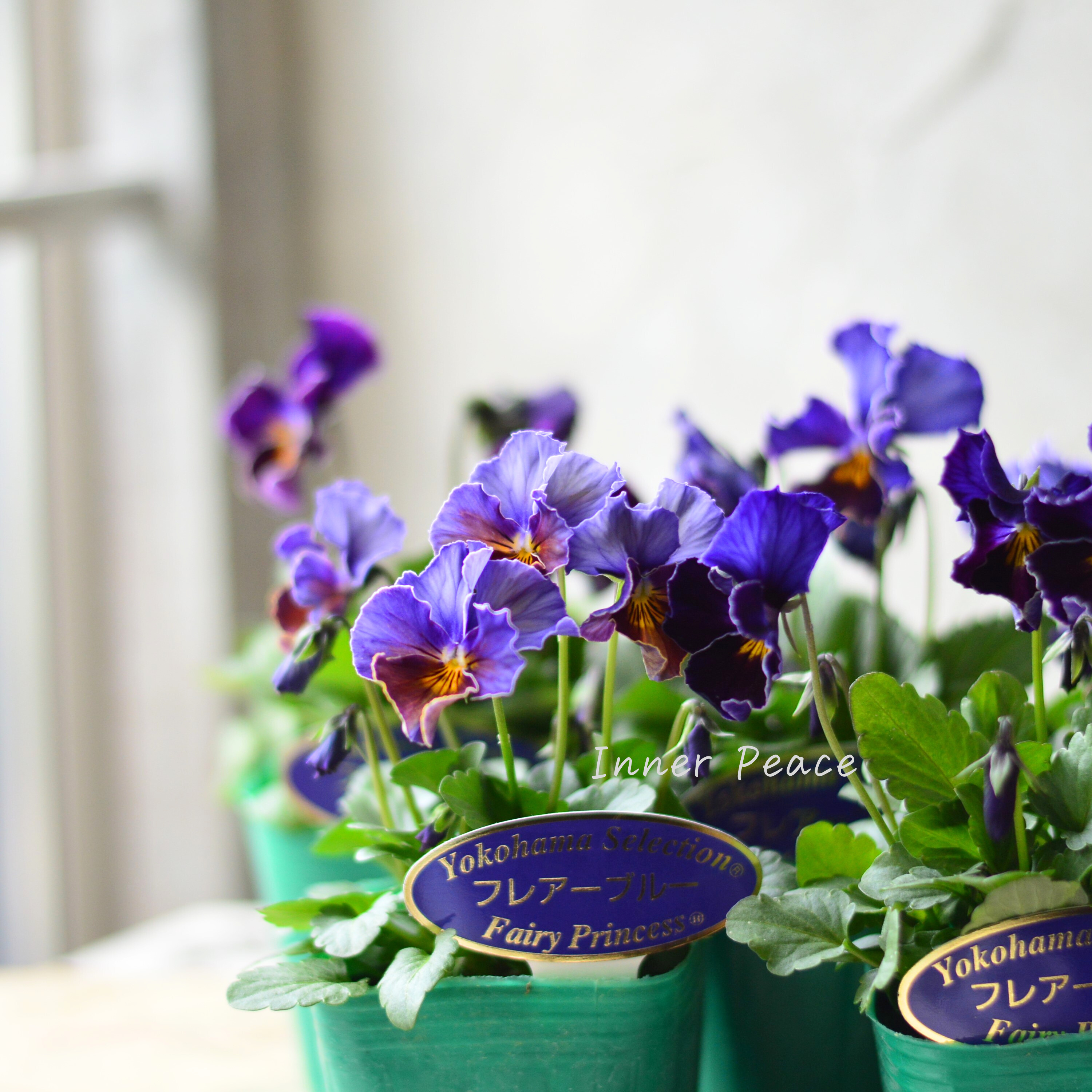 【人気】 ビオラ 『横浜セレクション・フレアブルー』 3寸POT