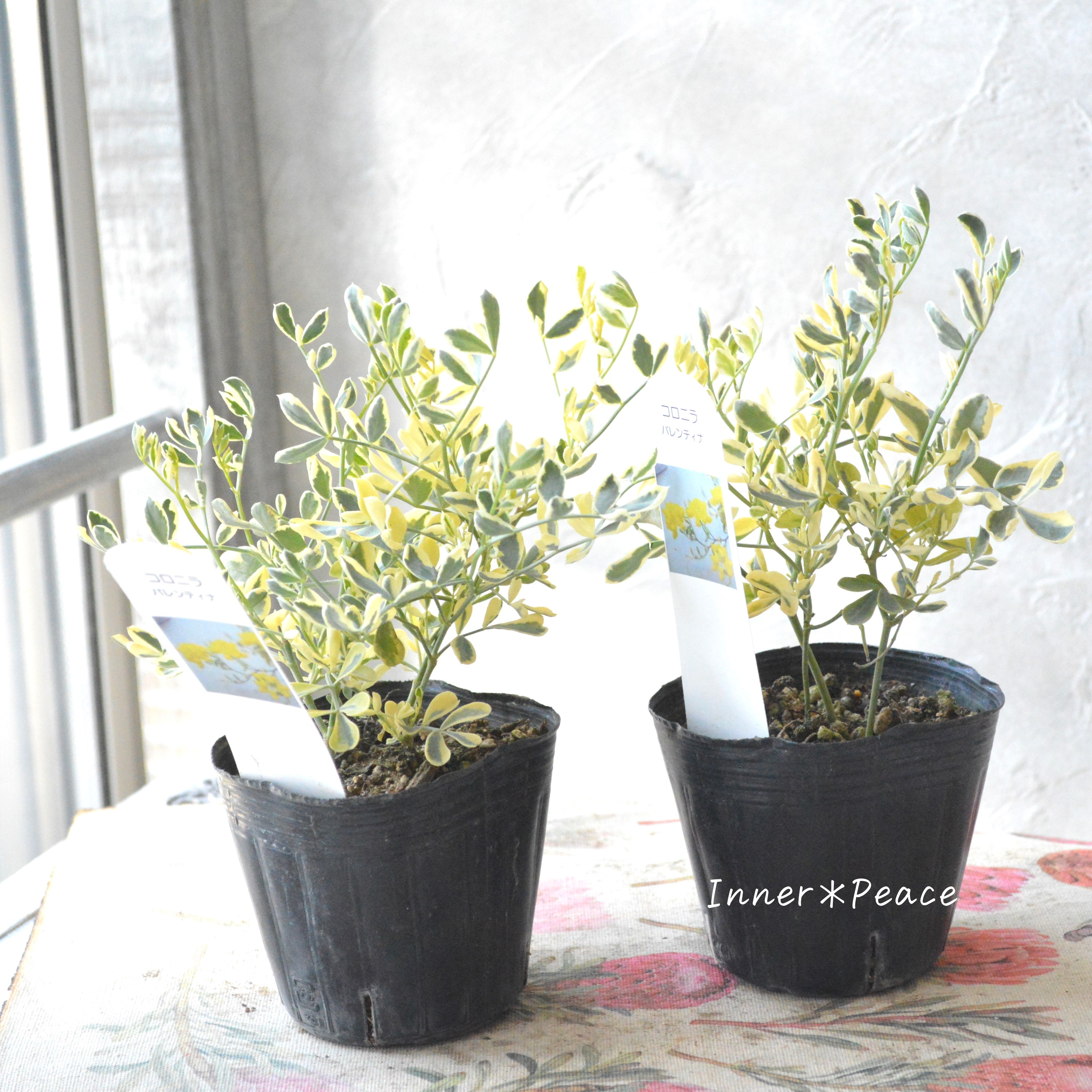 【斑入り】コロニラ・バレンティナ 2.5~3寸POT