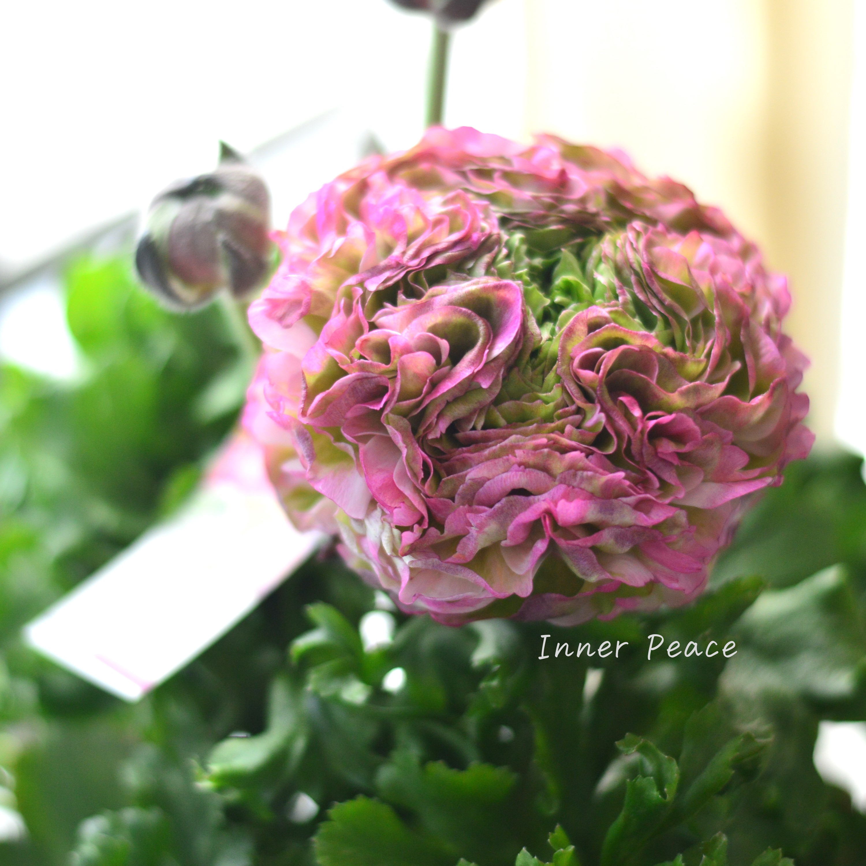 【希少】 ラナンキュラス・ポンポン 『マルヴァ』 5号鉢