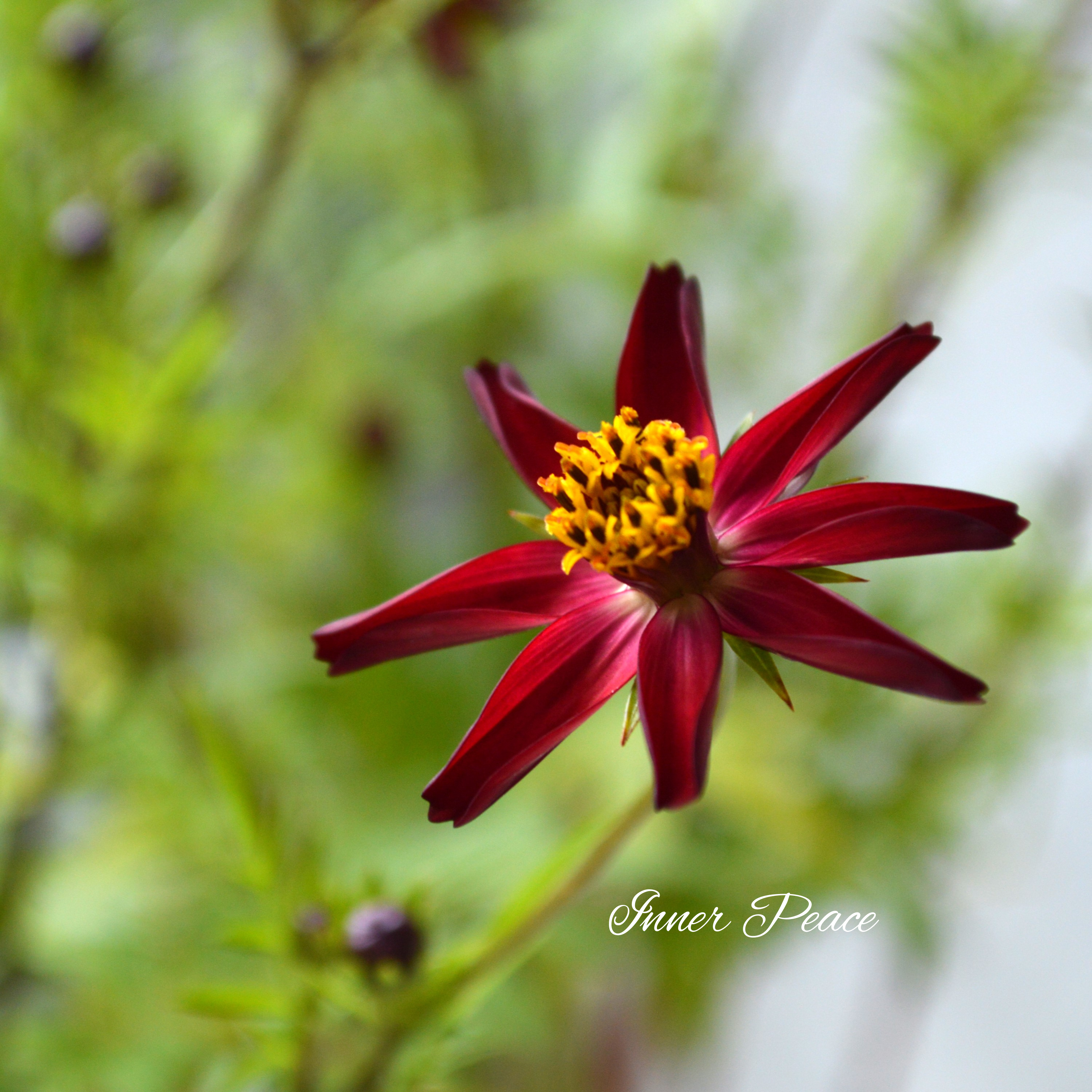 【美しい】 チョコレートコスモス 『赤とんぼ』 3寸ロングPOT