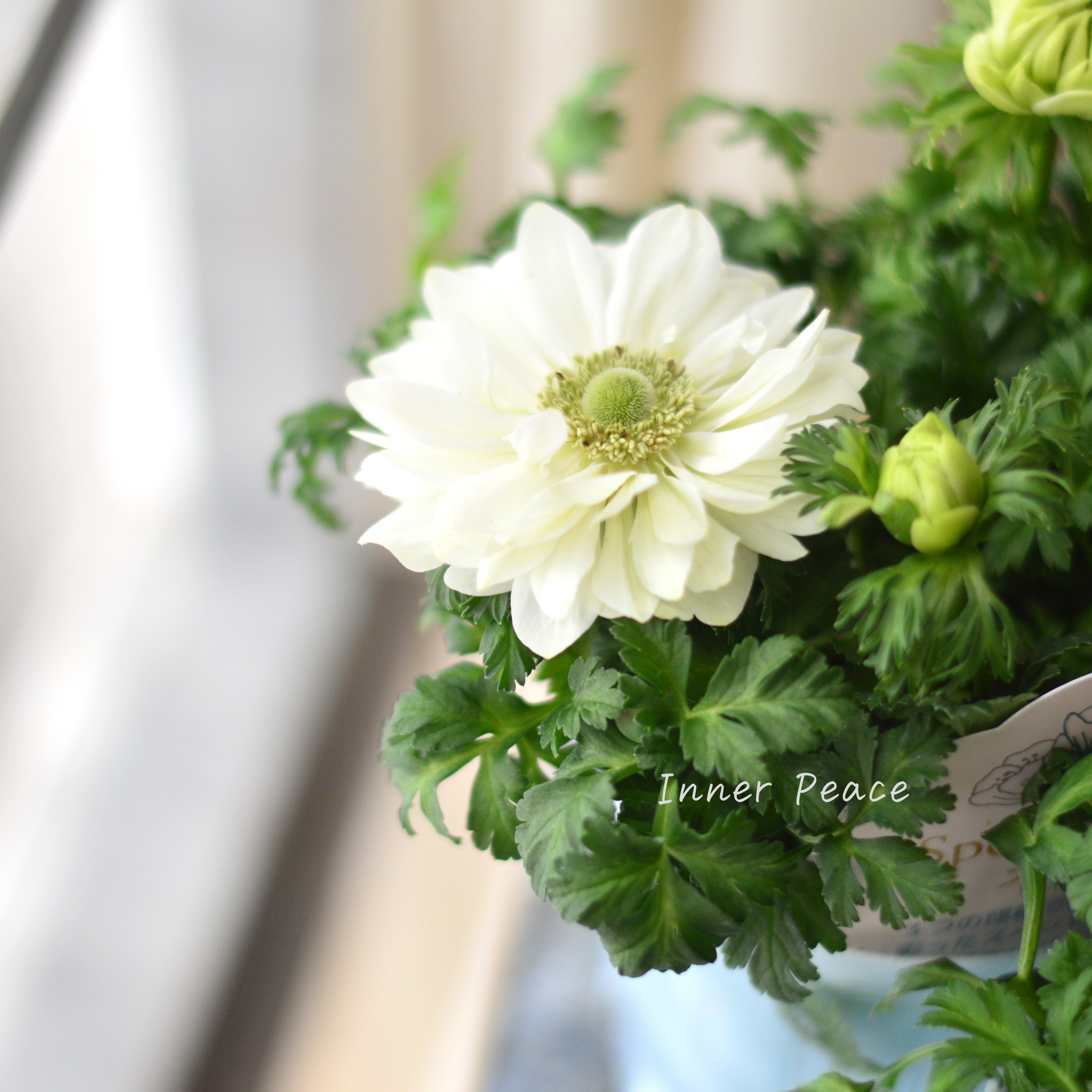 【神花園さん】 3本植え! 八重咲きスペシャルミックスアネモネ 『ホワイト』 3.5寸ロングPOT