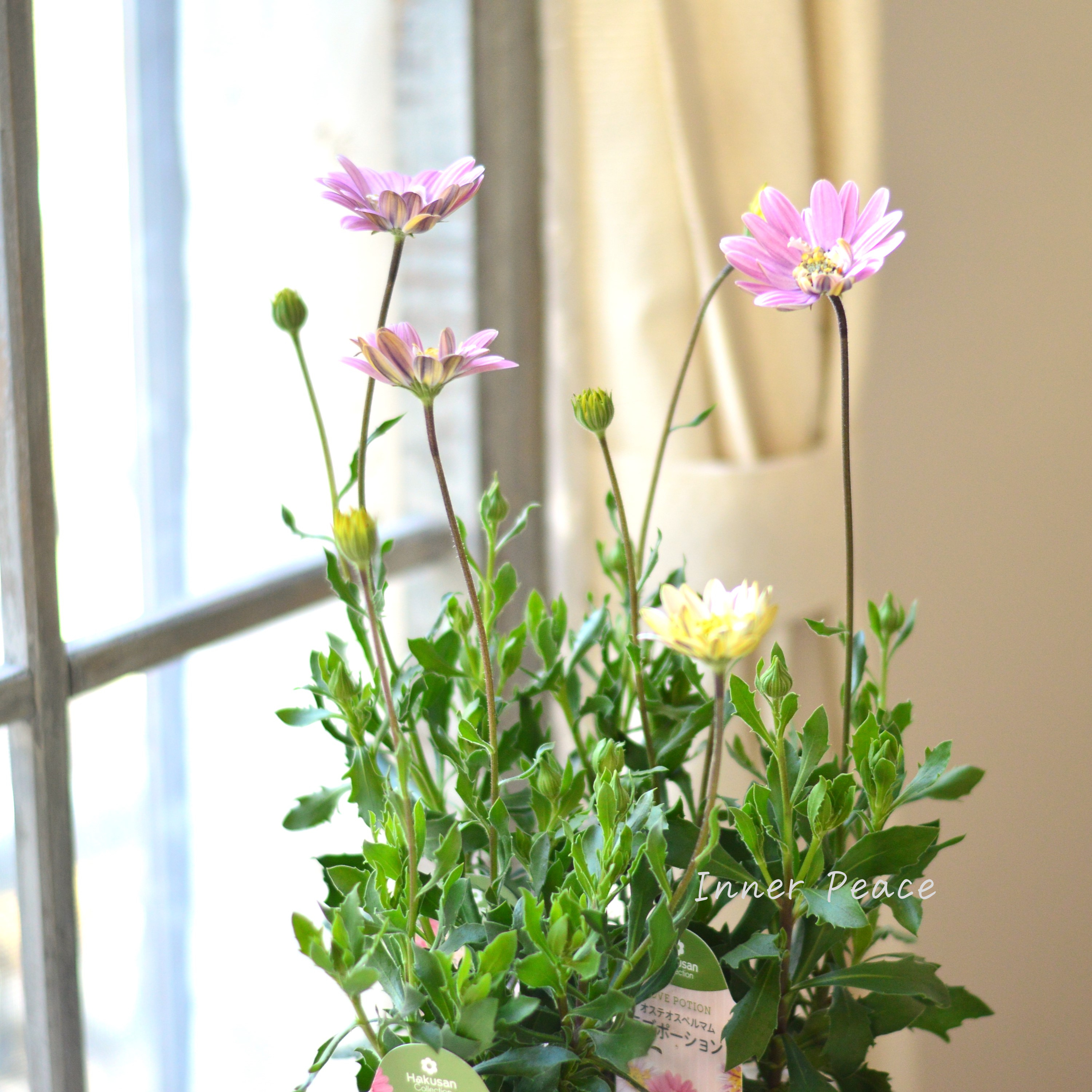 【かわいい】 オステオスペルマム 『ラブポーション』 3.5寸POT