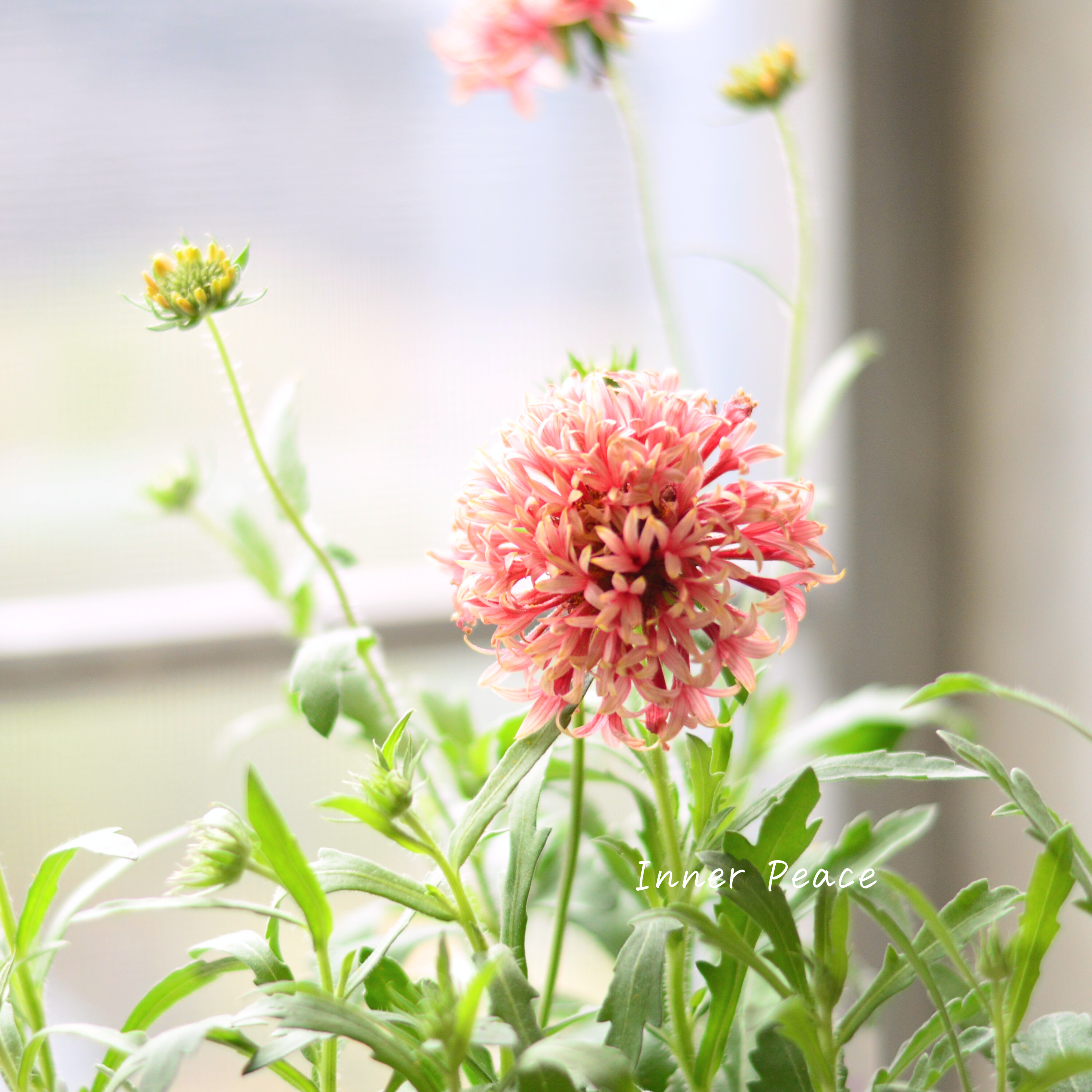 【人気】 ナラフラさんの試作品 ガイラルディア (ラズベリー系) 3寸ロングPOT