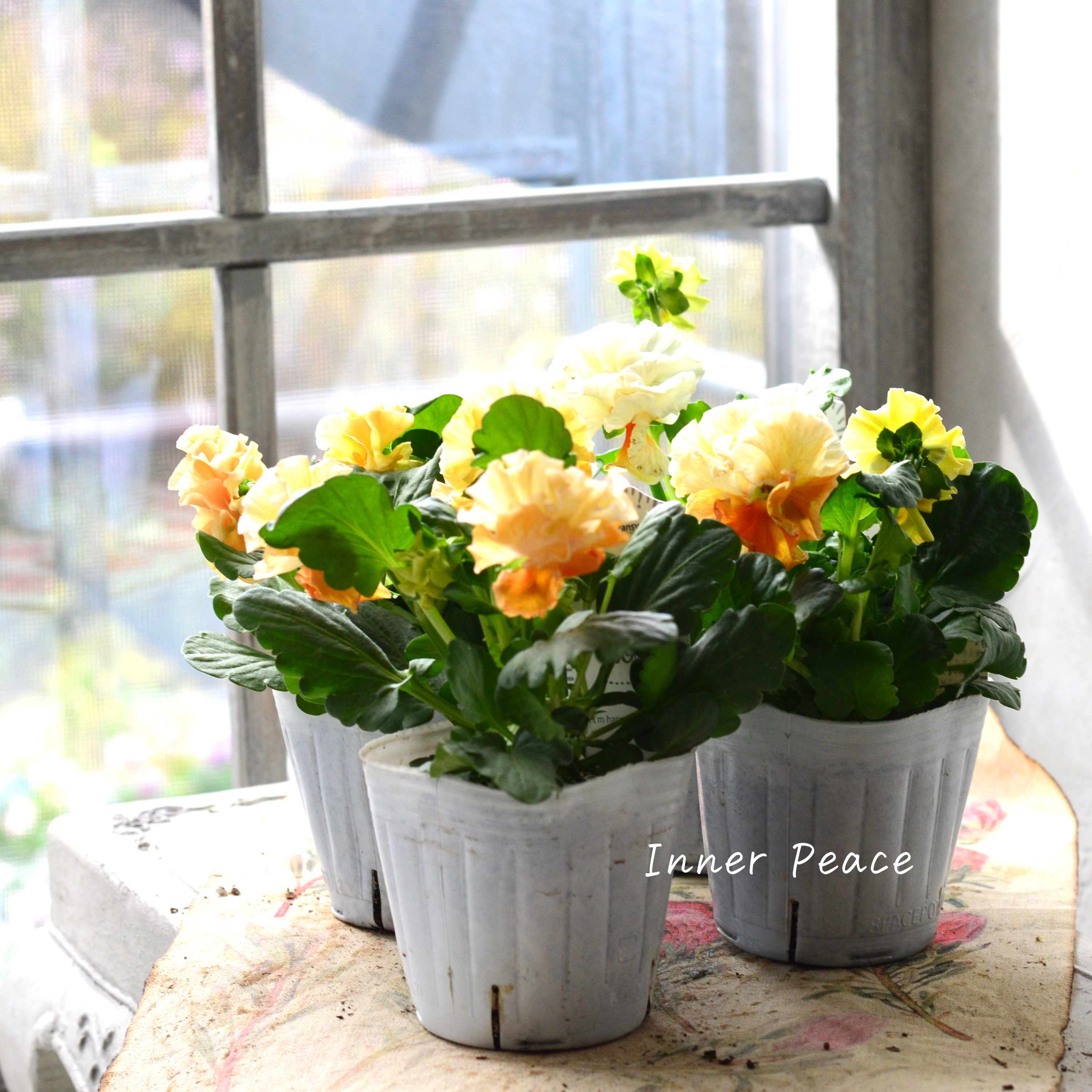 【湘南Berryさん】 フリルパンジー 『シュガーボンボン・オレンジ系』 3寸POT