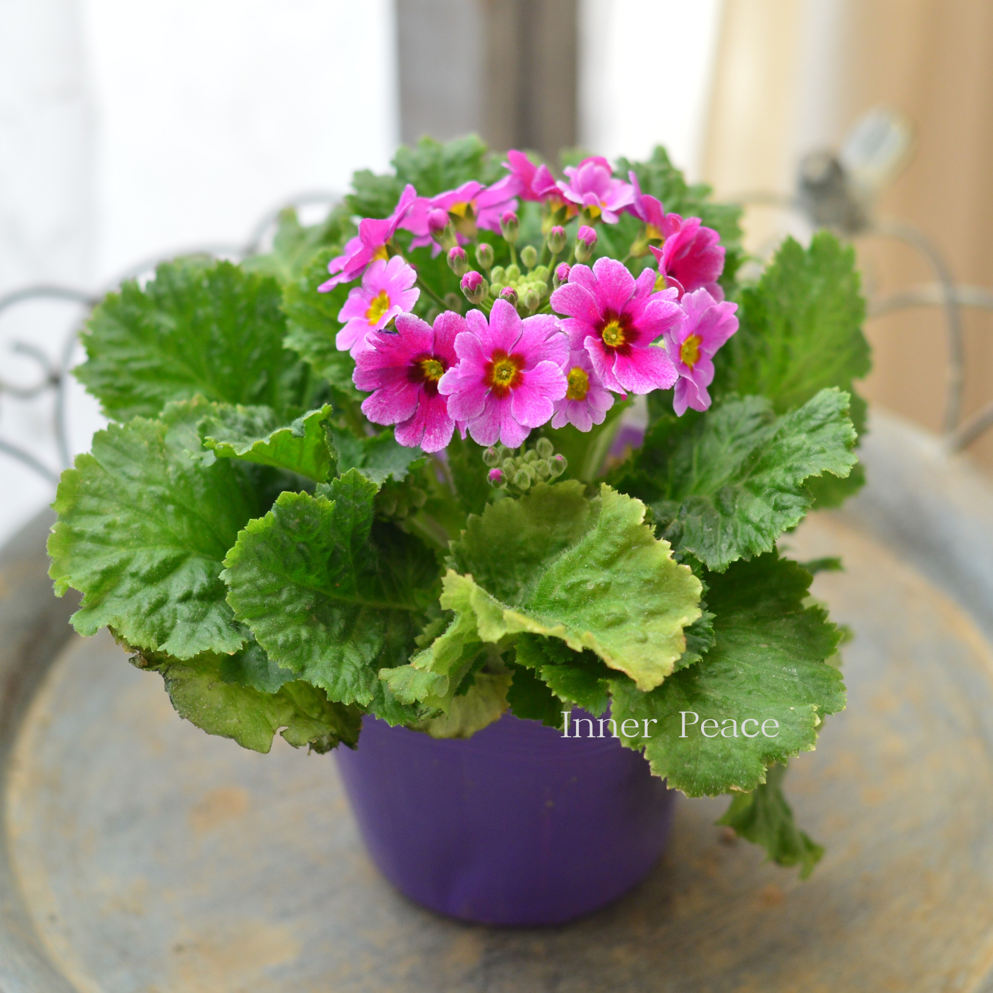 【かわいい】 プリムラ マラコイデス 『エトワール・3番』 3.5寸POT