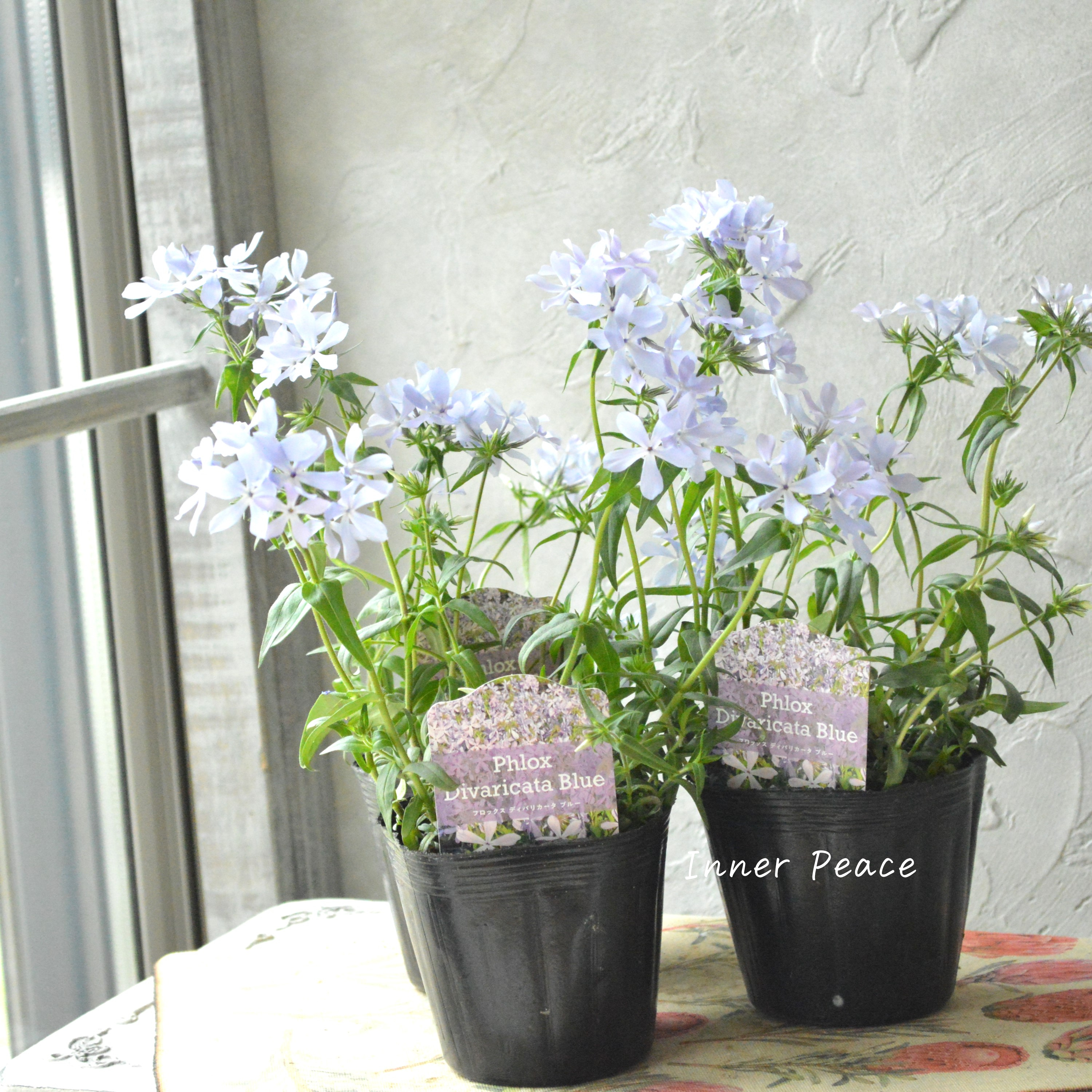 【宿根草】 フロックス 『ディバリガータ・ブルーパフューム』 3寸POT