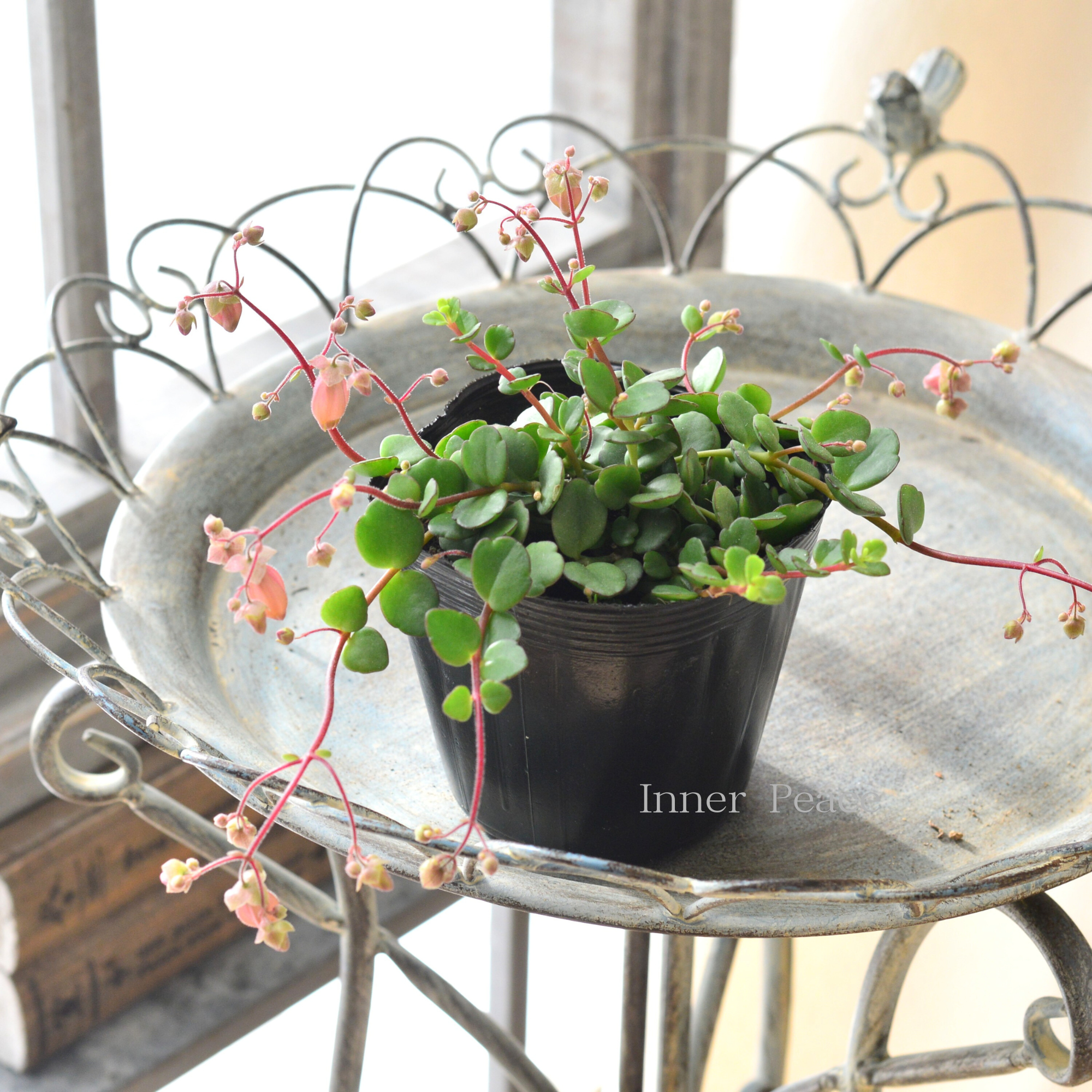 【かわいい】 カランコエ 『フィフィ』 3.5寸POT