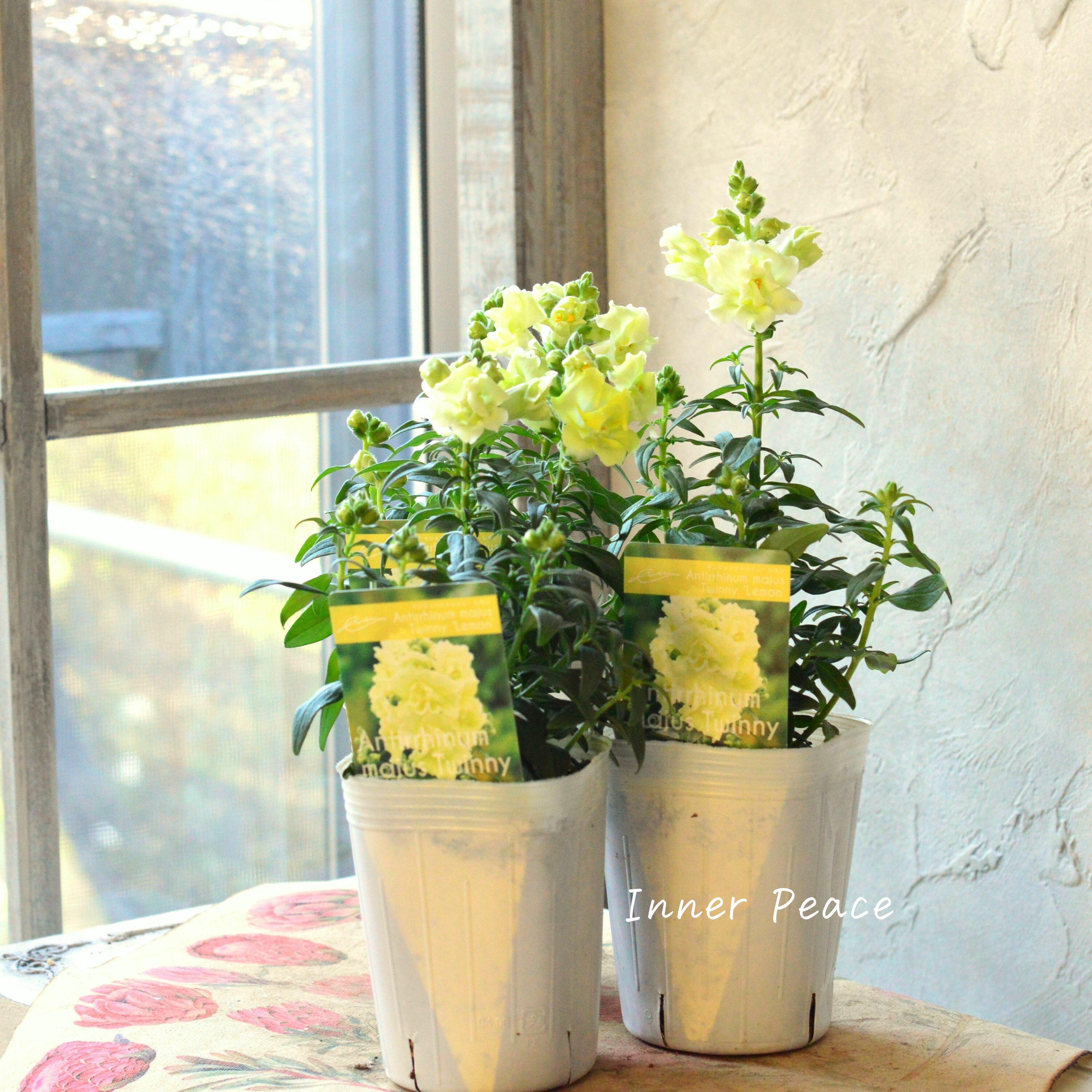 【かわいい】奥田園芸さん生産の キンギョソウ・トゥイニー 『レモン』 3寸ロングPOT