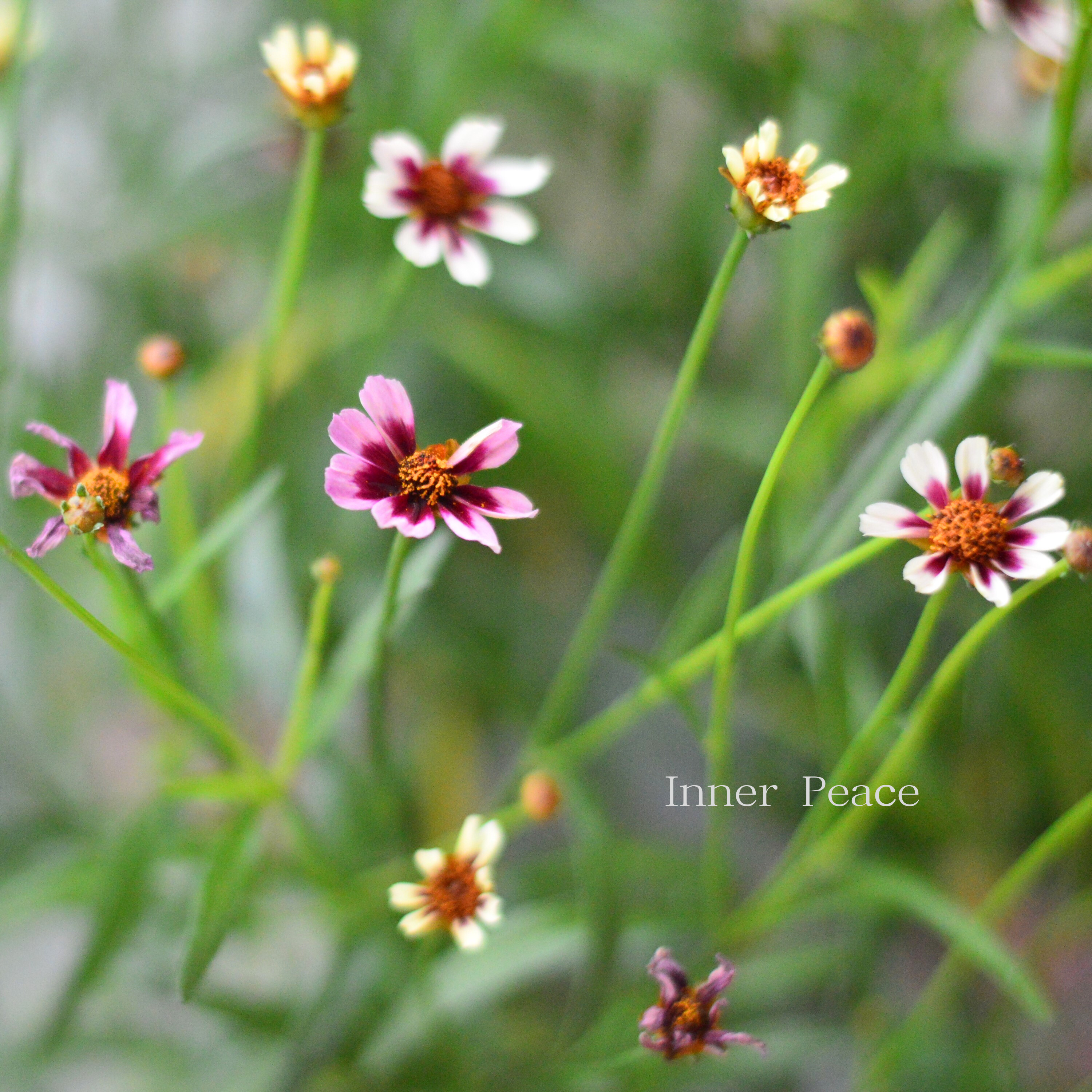 【アンティーク色】 コレオプシス 『マーブルローズ』 3寸POT