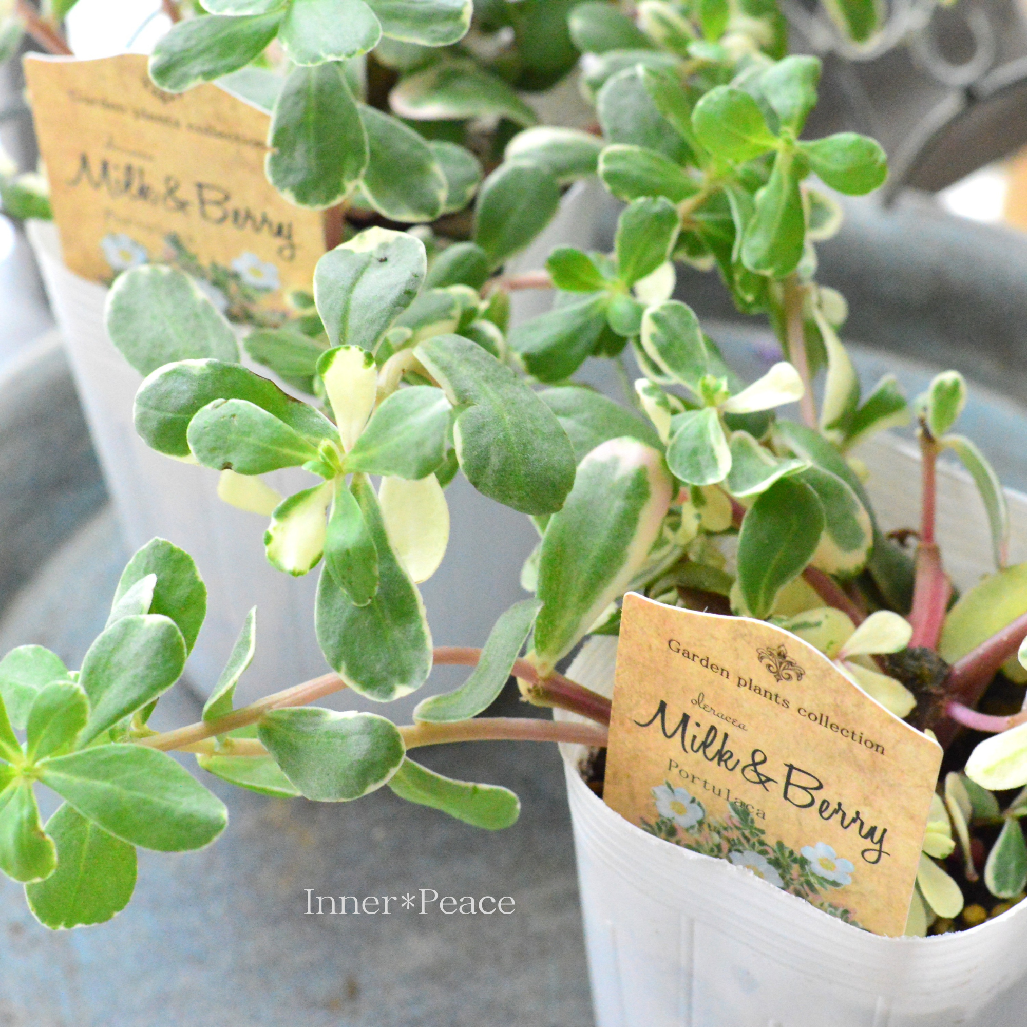 【暑さに強い】斑入りポーチュラカ 『ミルク&ベリー』 3寸ロングPOT