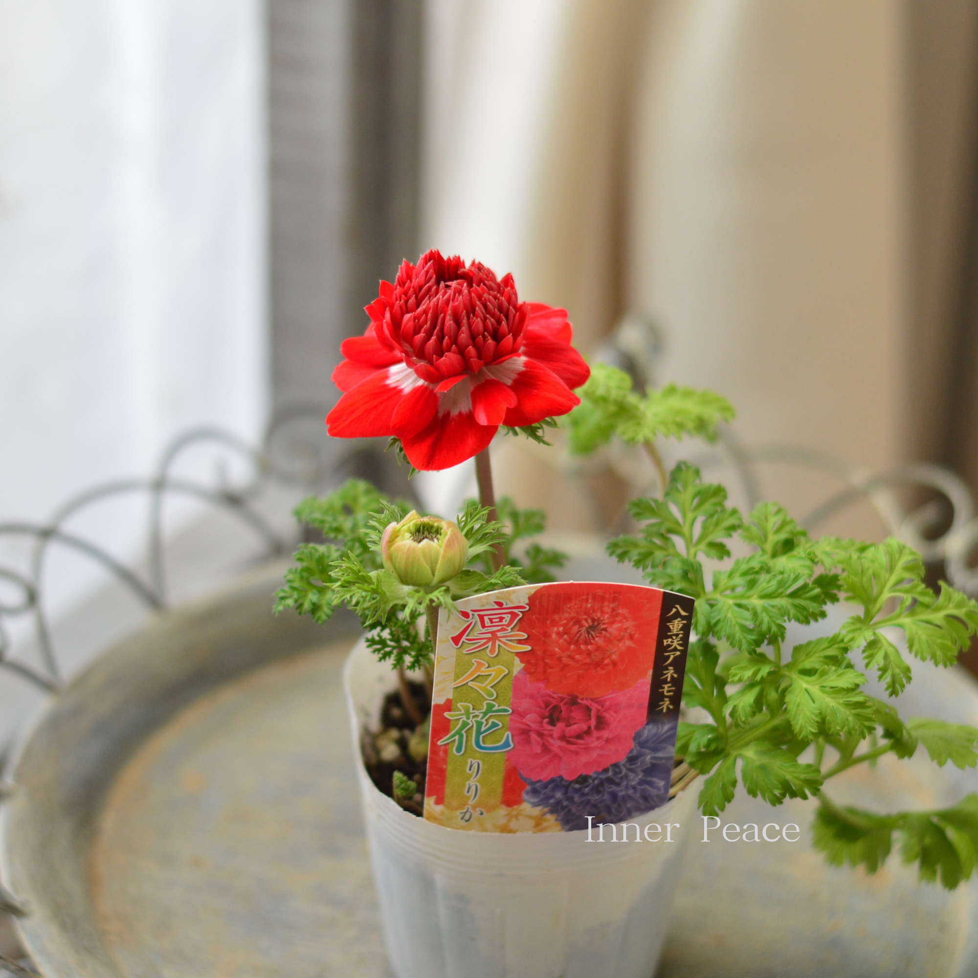 【八重咲き】 アネモネ 『凜々花・レッド系』 3.5寸POT