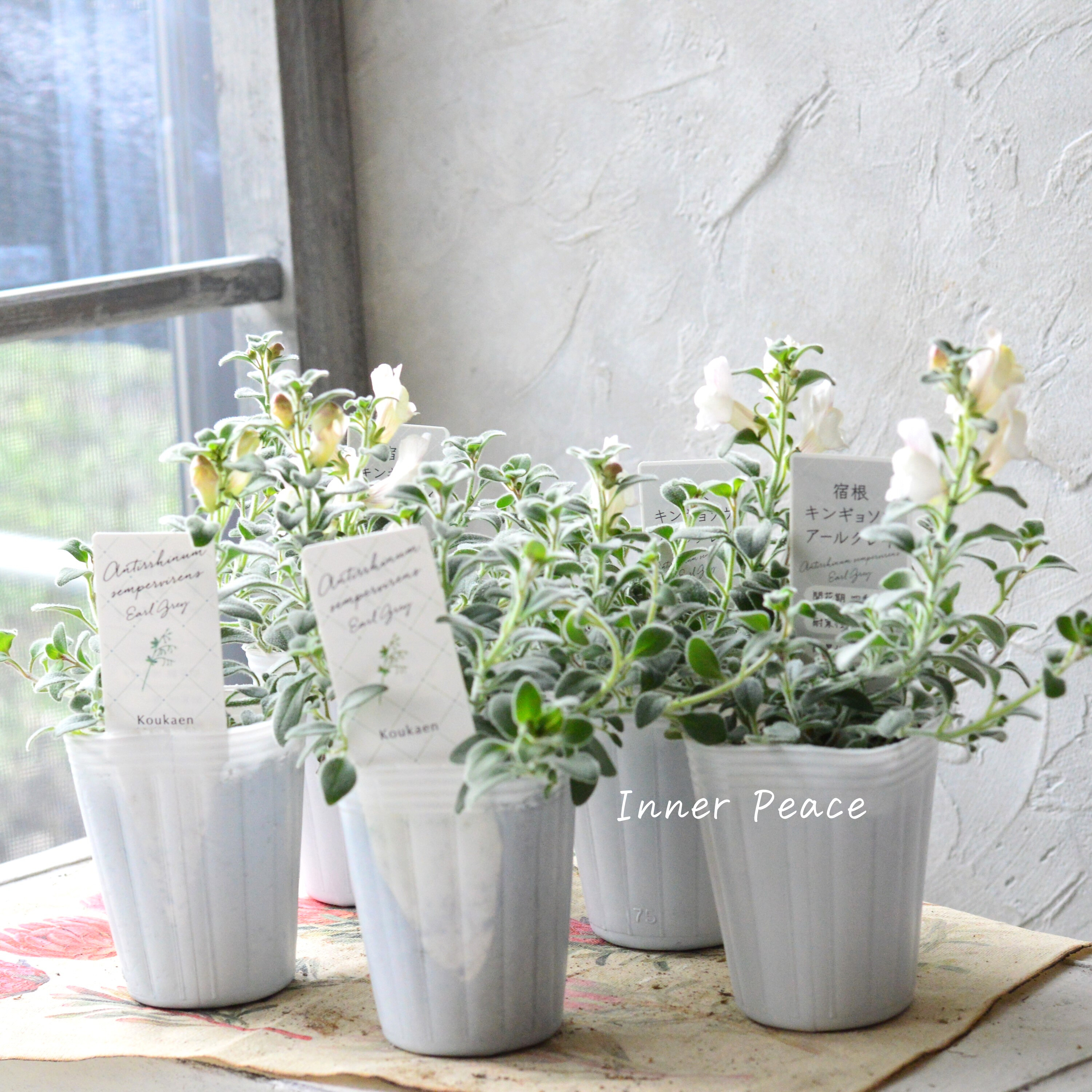 【シルバーリーフ】 キンギョソウ 『アールグレイ』 2.5寸POT