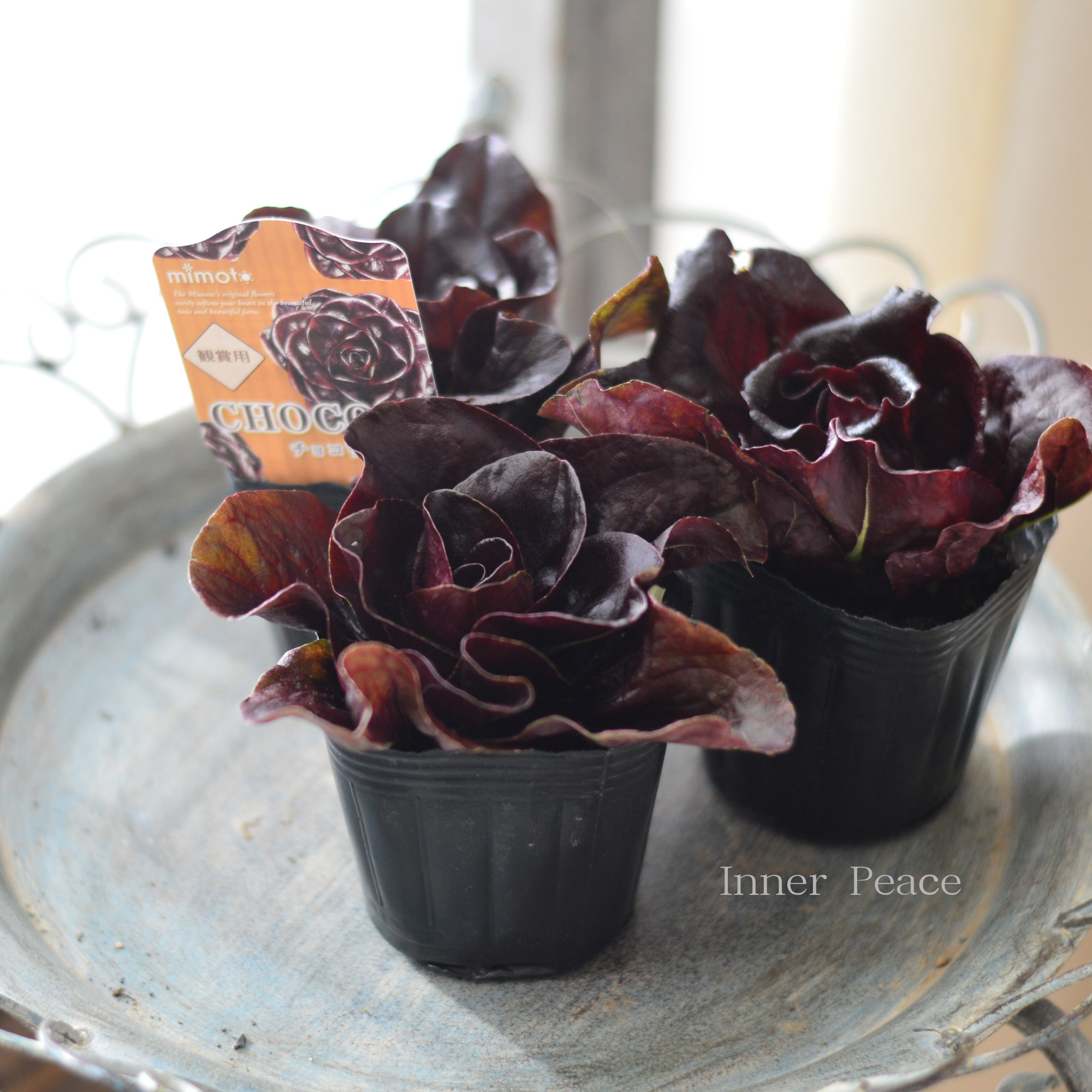 【オシャレ】 観賞用チコリ 『チョコリ』 3寸POT