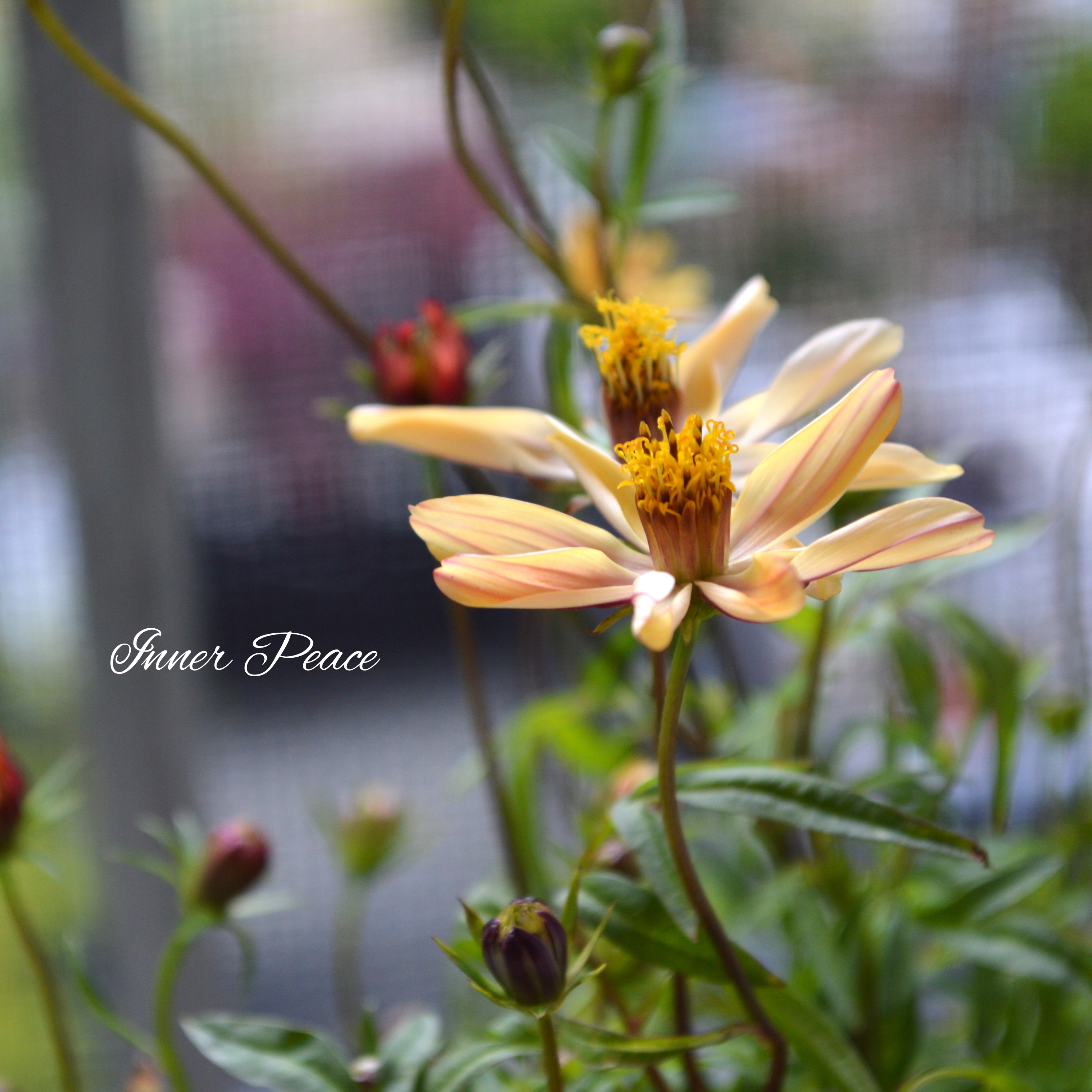 【美しい】 チョコレートコスモス・赤とんぼ 『あわゆき』 3寸ロングPOT