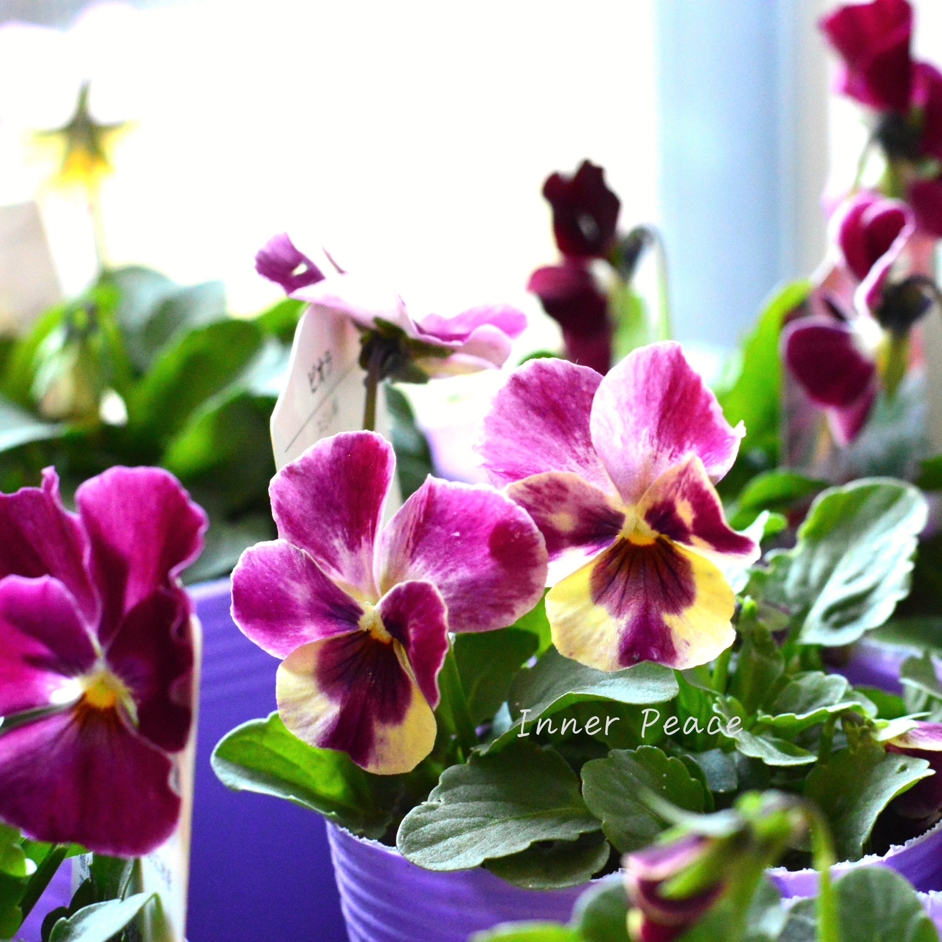 【花夢園芸さん】 ビオラ 『カスタディーヴァ』 3寸ロングPOT