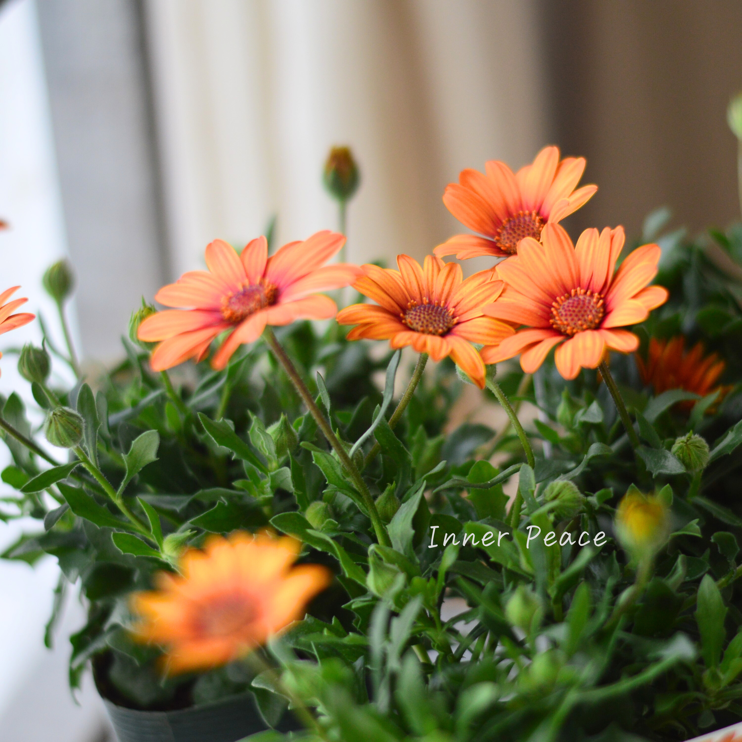 【ゲブラさん】 オステオスペルマム 『マンダリン』 3.5寸POT