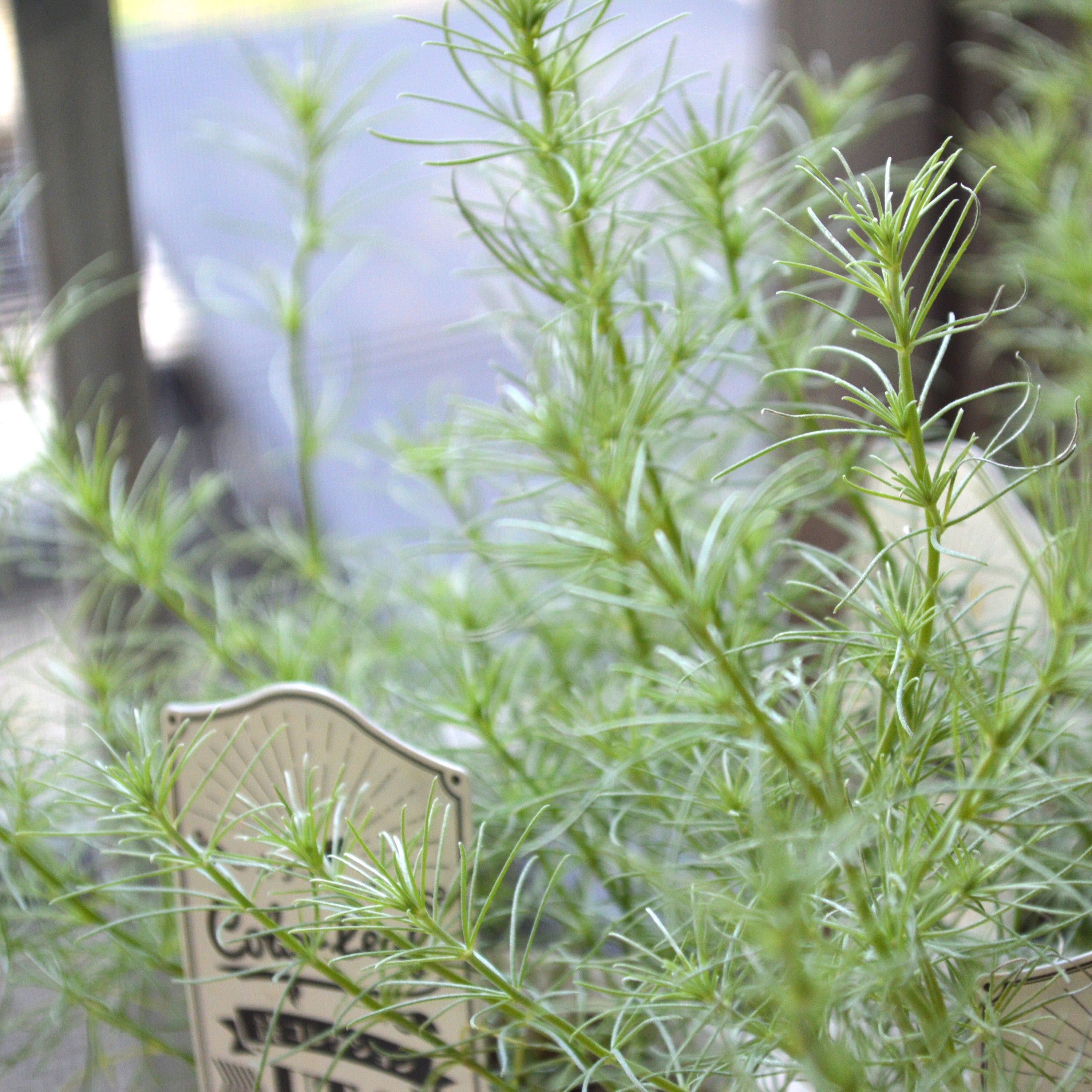 【ふわふわリーフ】ロータス『コットンキャンディー』 2.5寸POT