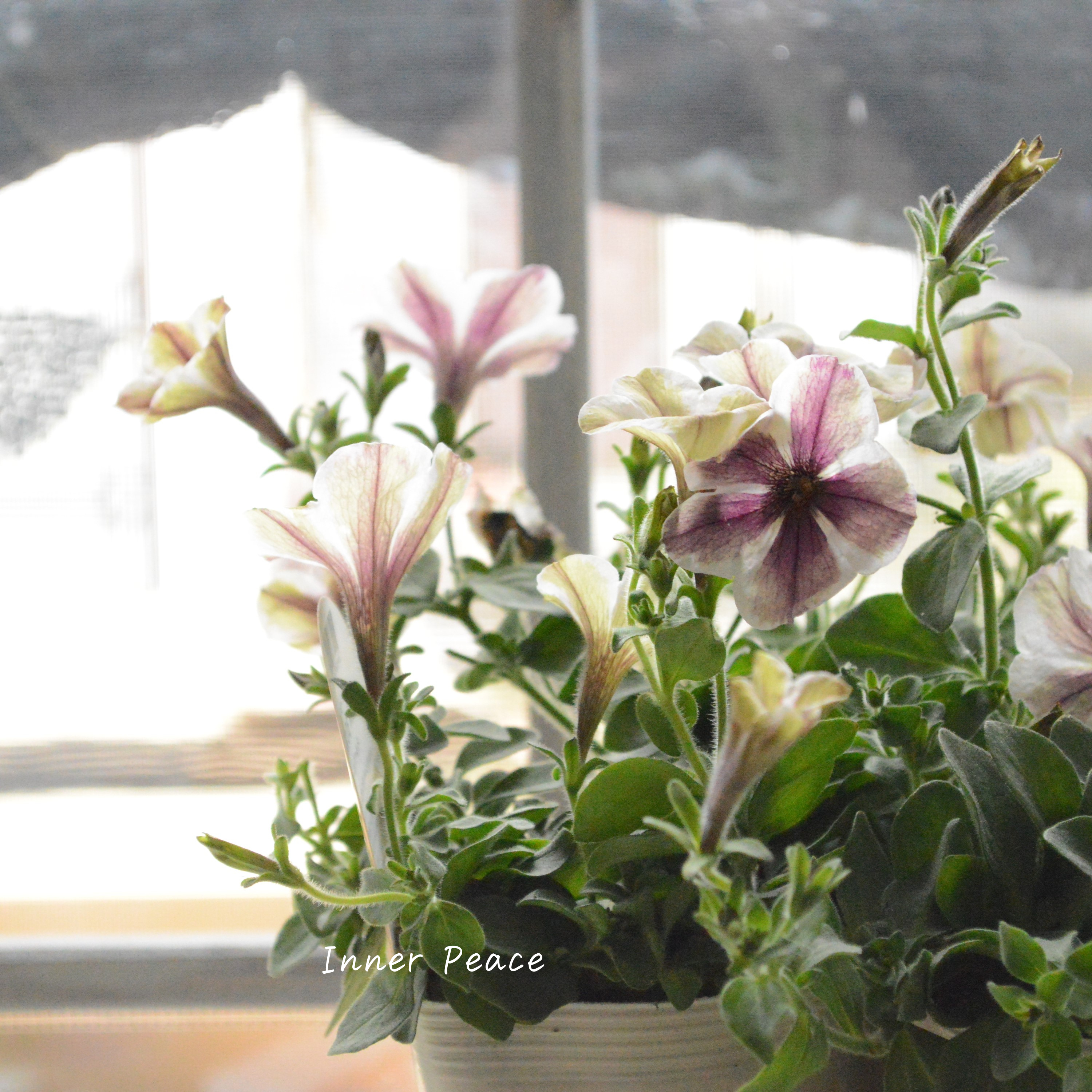 【花芳さんオリジナル】 ペチュニア 『モンローウォーク・ベールヴァルド』 3.5寸POT