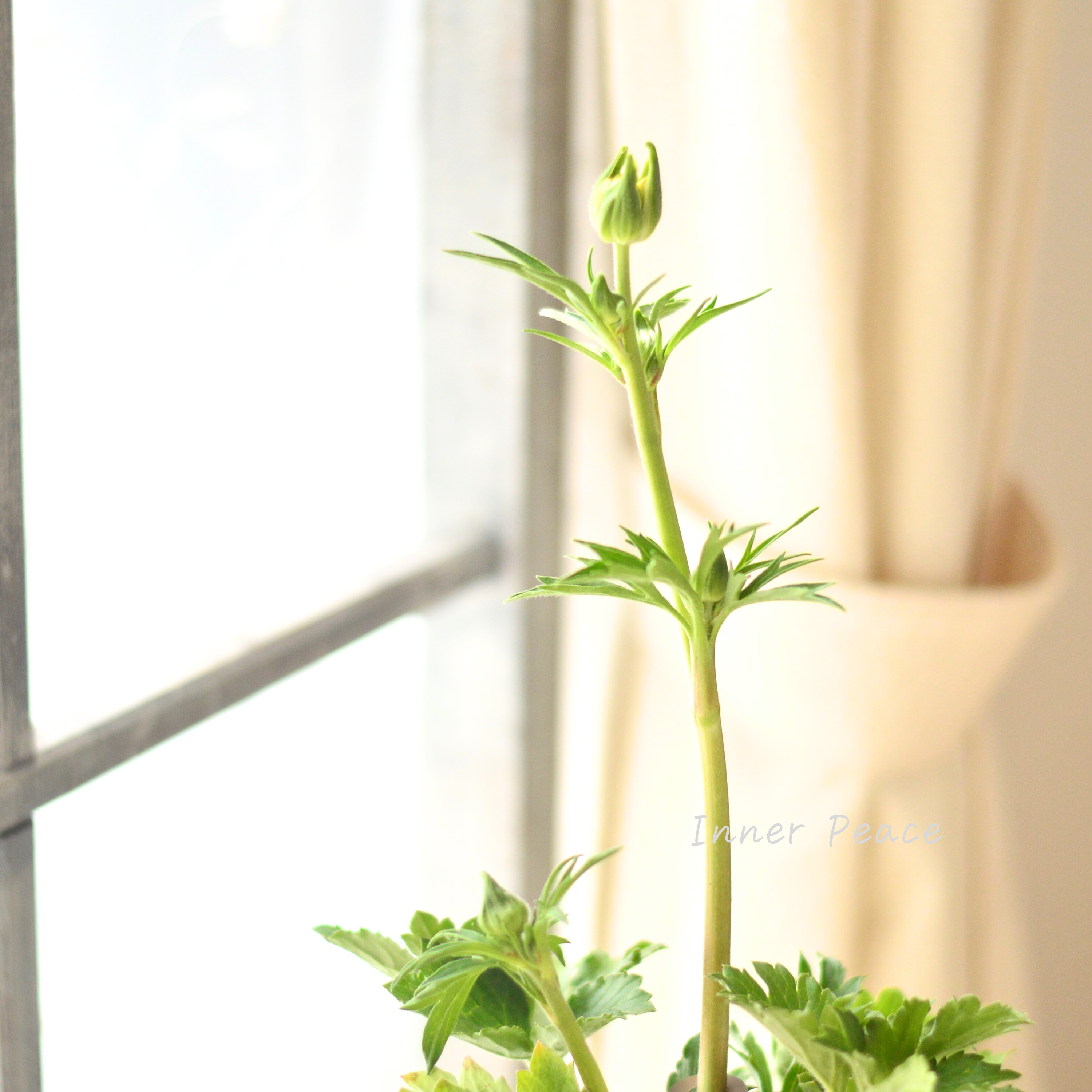 【美しい】 ラナンキュラス・ラックス 『ヘレン』 4寸POT