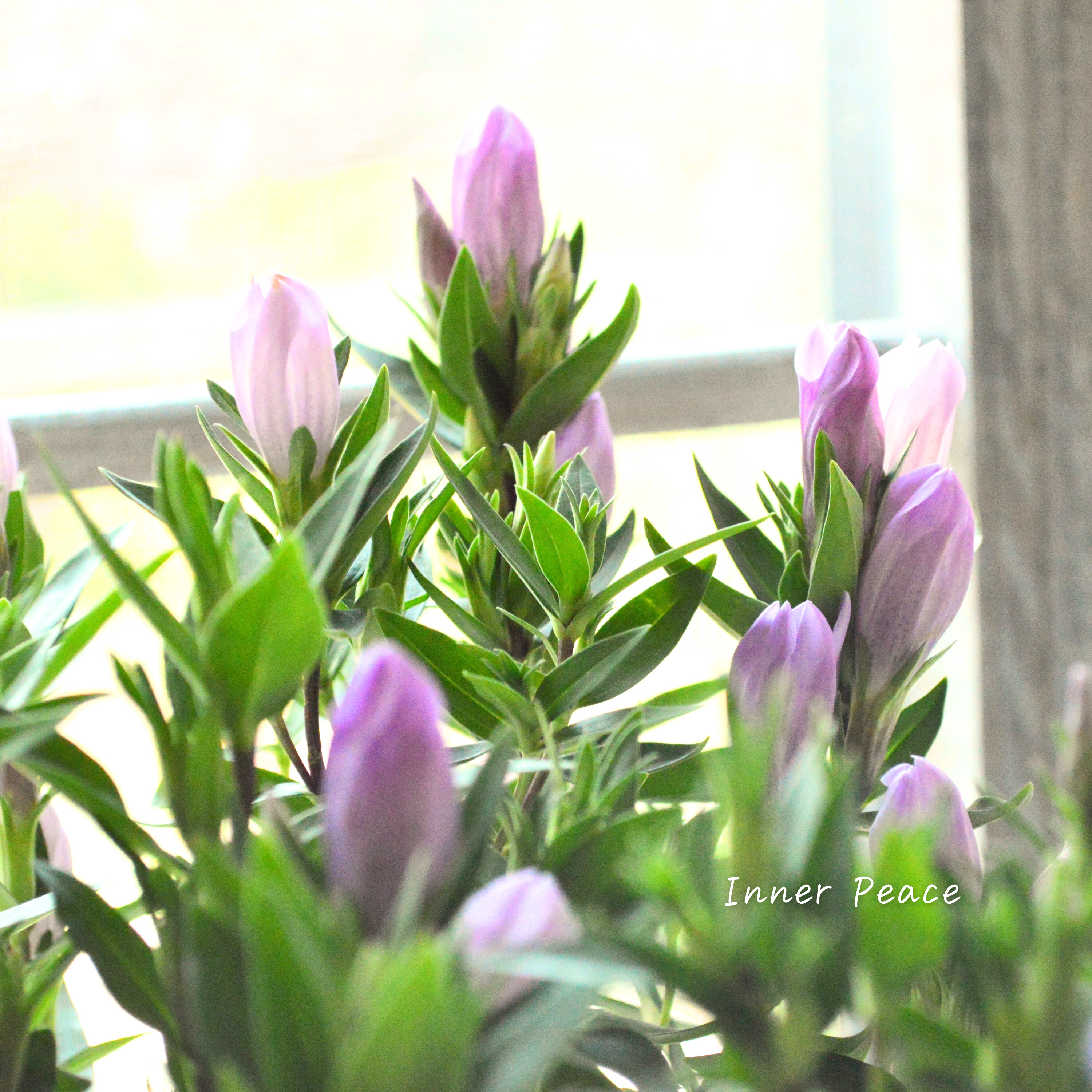 【宿根】 リンドウ 『メルヘンアシロ』 3寸POT