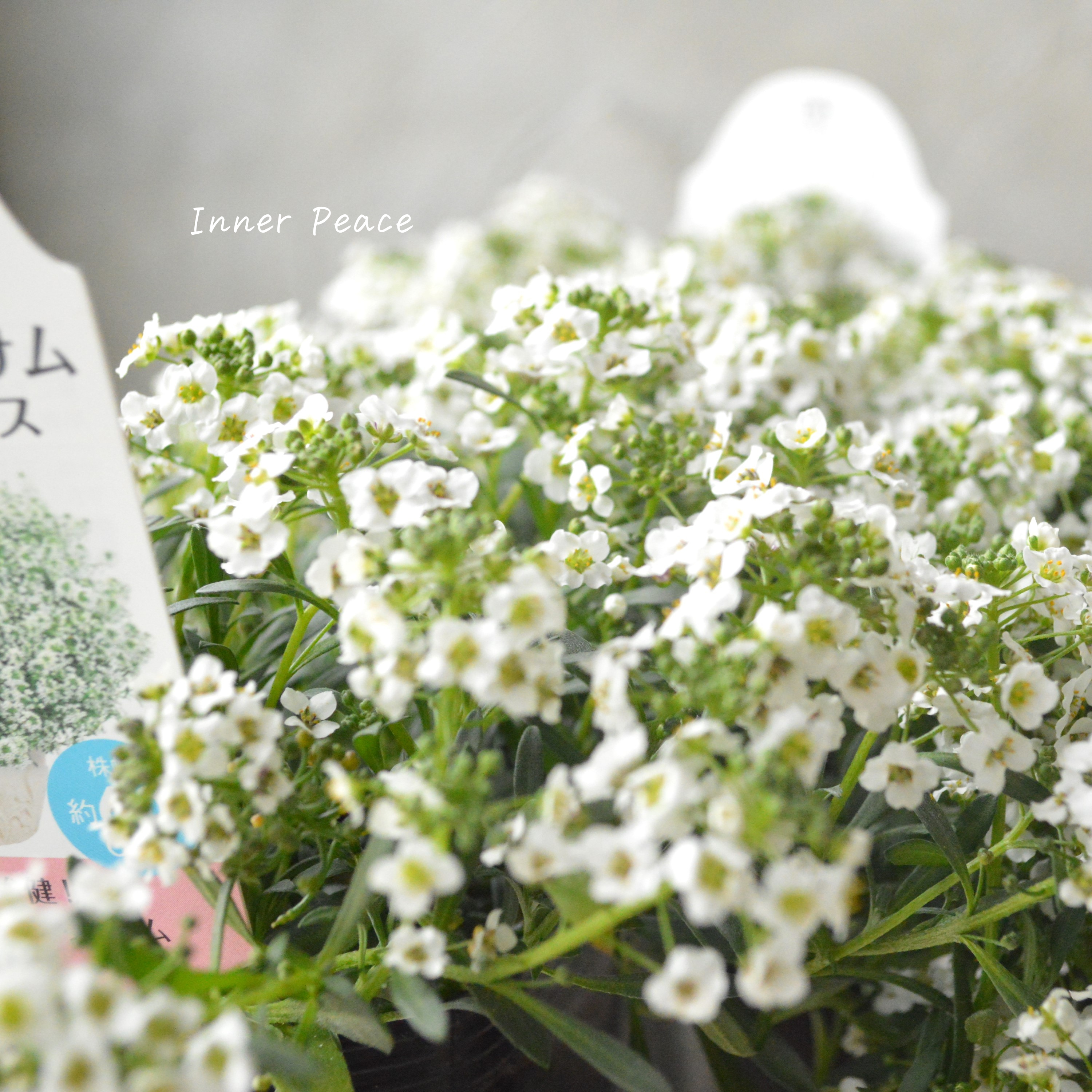 【PW】 Sale! スーパーアリッサム 『スノープリンセス』 3寸POT