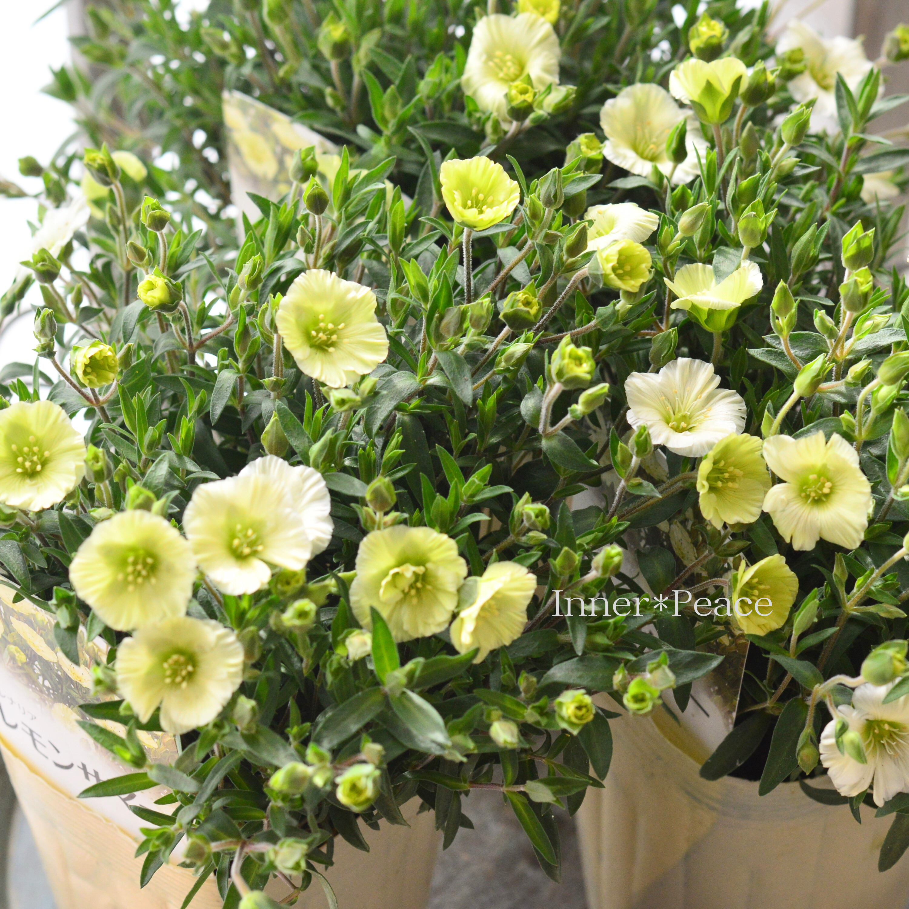 【爽やか】 アレナリア 『レモンサマー』 3.5寸POT