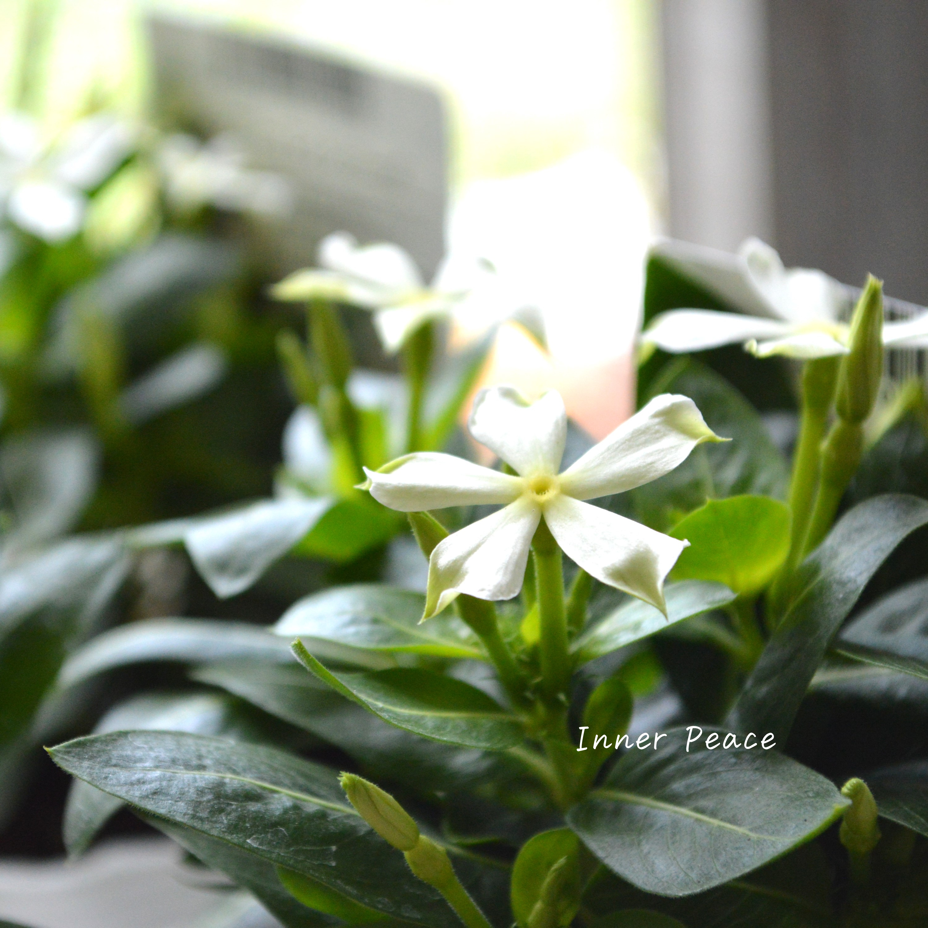 【北島園芸さん】 ニチニチソウ 『フェアリーミント・イエローアイ』 3.5寸POT