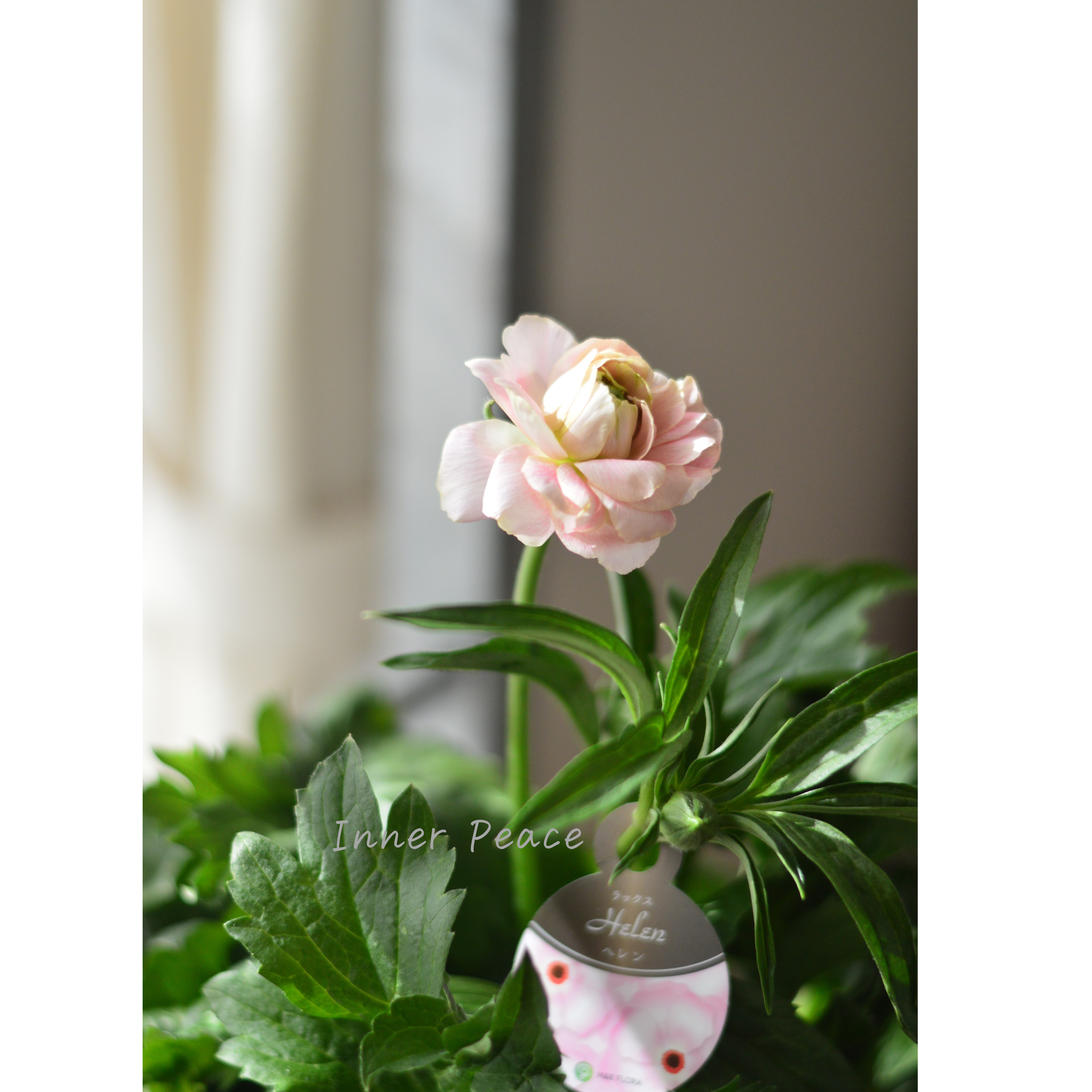 【美しい】 ラナンキュラス・ラックス 『ヘレン』 4寸POT