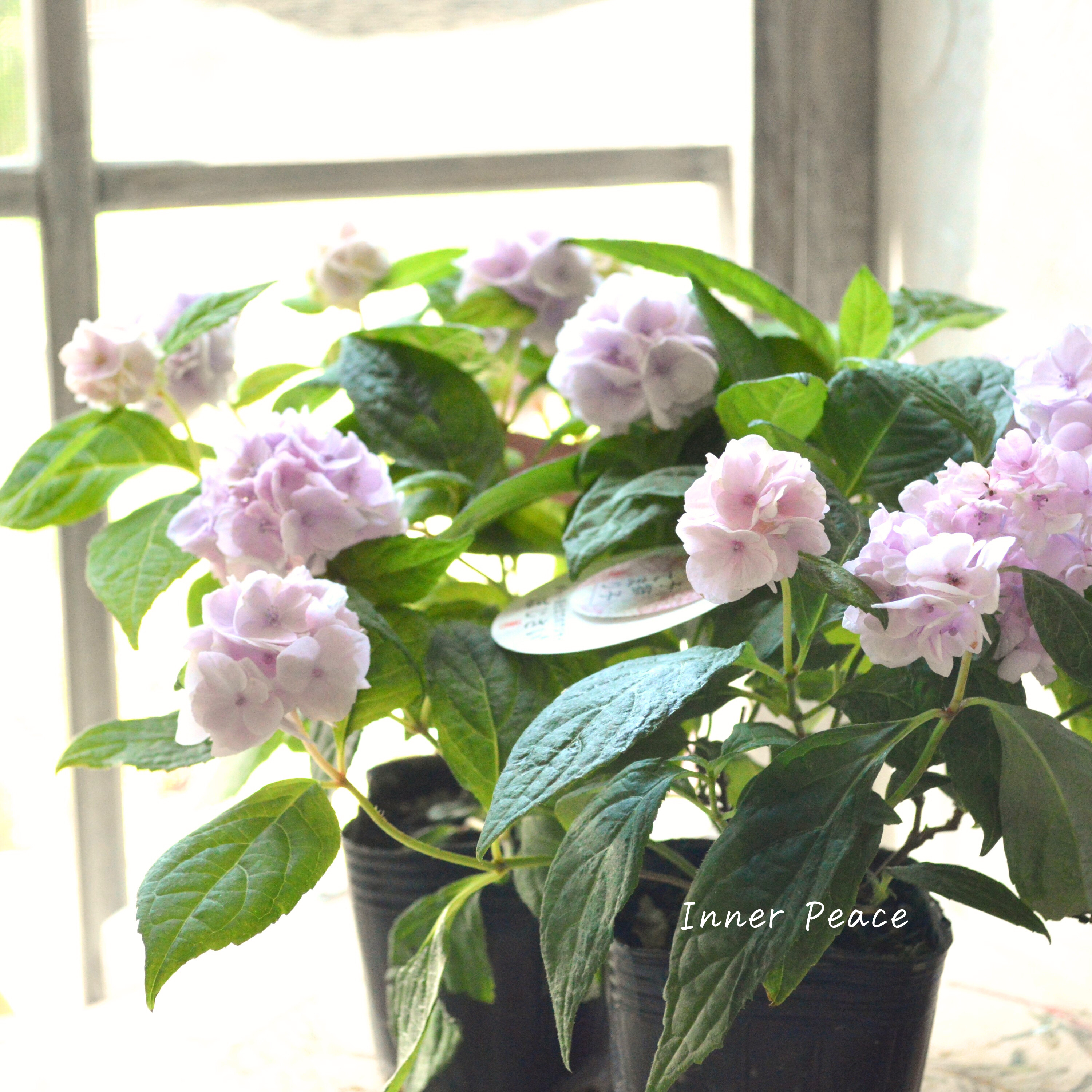 【吉岡麗子さん】 紫陽花 (ぽじさい) 『伊予獅子てまり』 3号POT