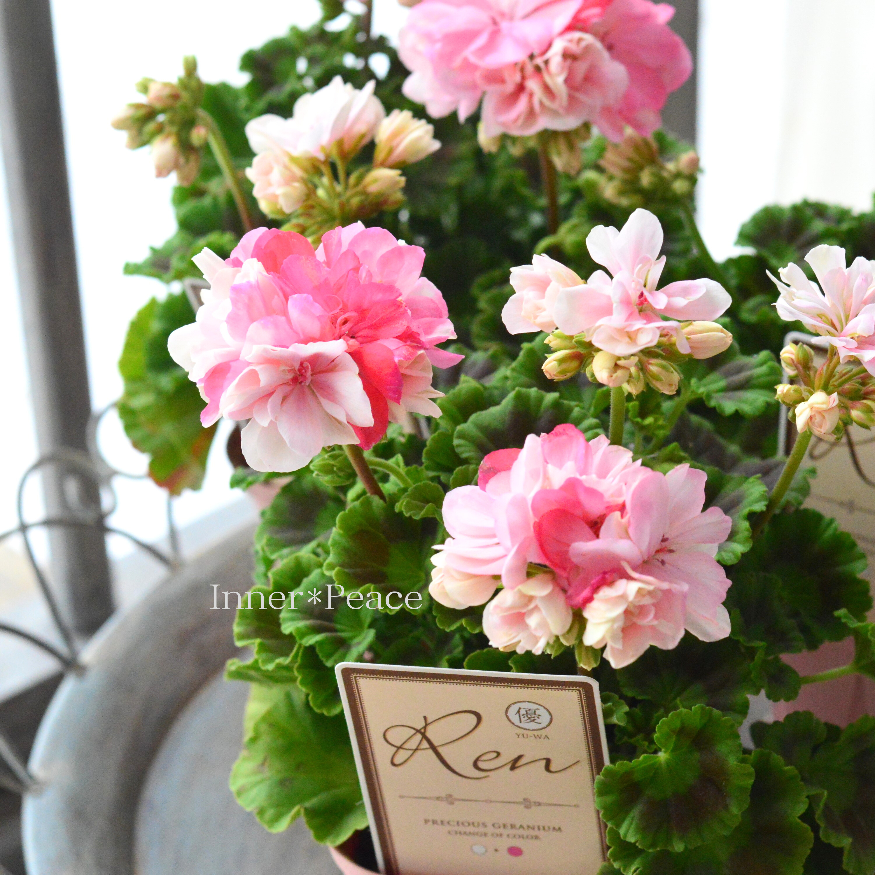 【美しい】 ゼラニウム 『Ren ~レン~』 3.5寸硬質POT