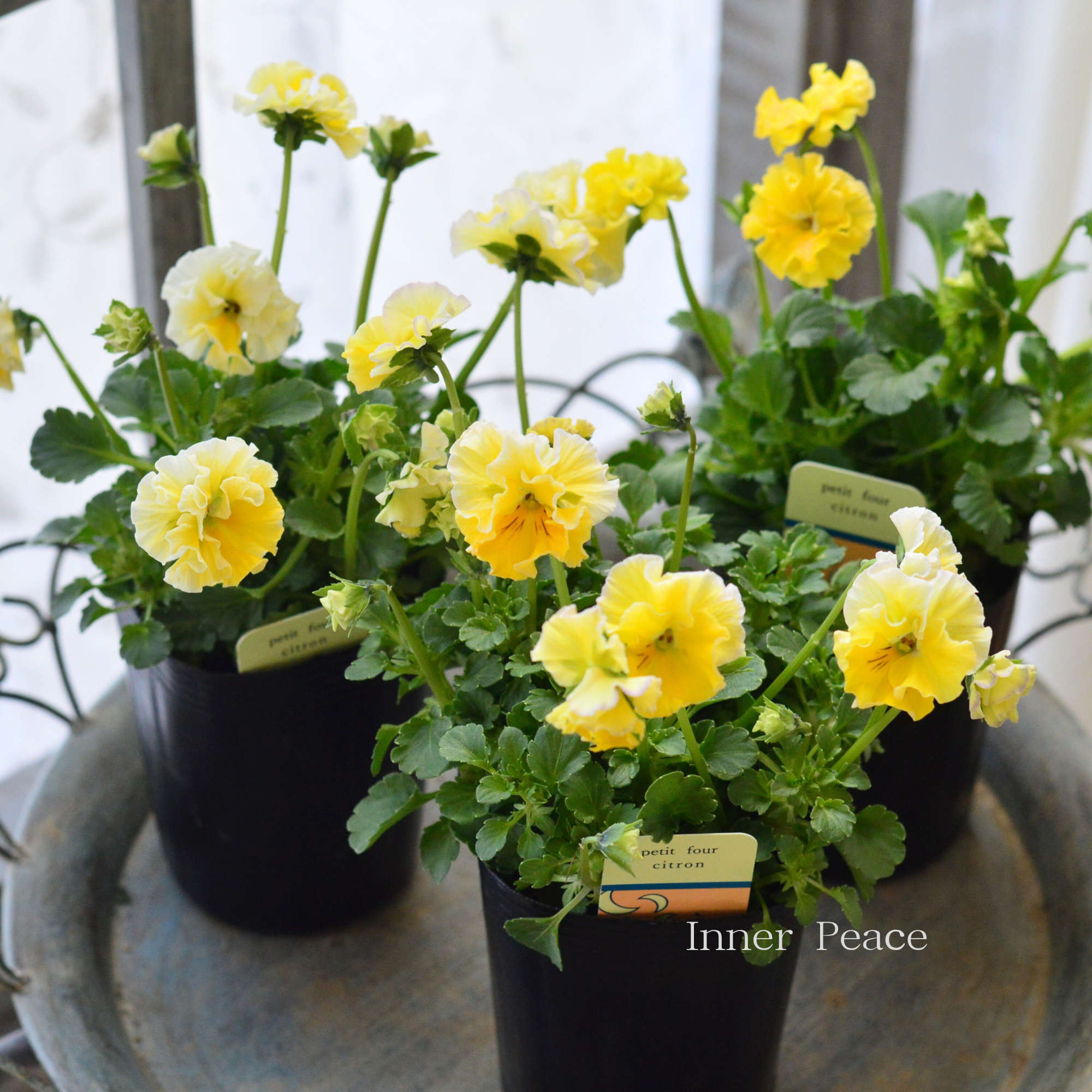 【ハルグリンさん】 ビオラ 『プティフール・シトロン』 3寸POT