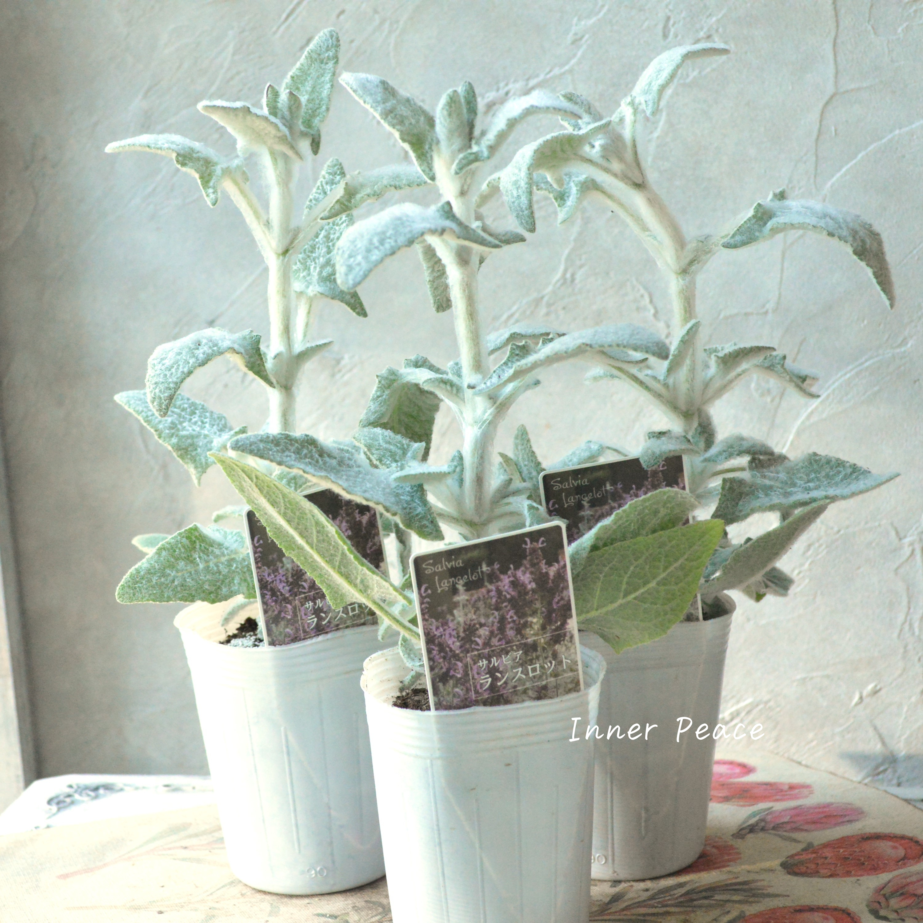 【宿根】 サルビア 『カナリエンシス・ランスロット』 3寸POT