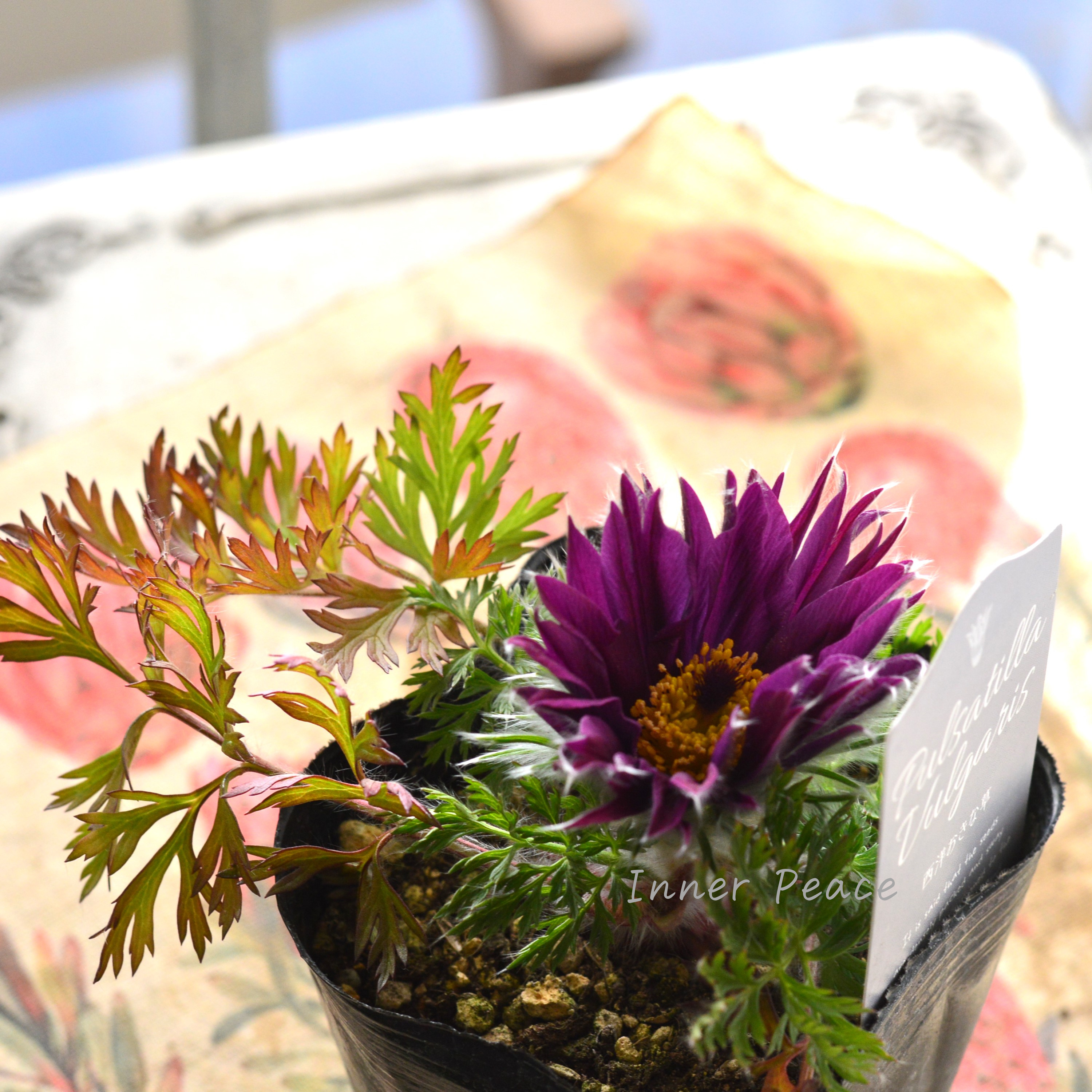 【美しい】 西洋オキナグサ 『プルサティラ ブルガリス・濃いパープル』 3.5寸POT